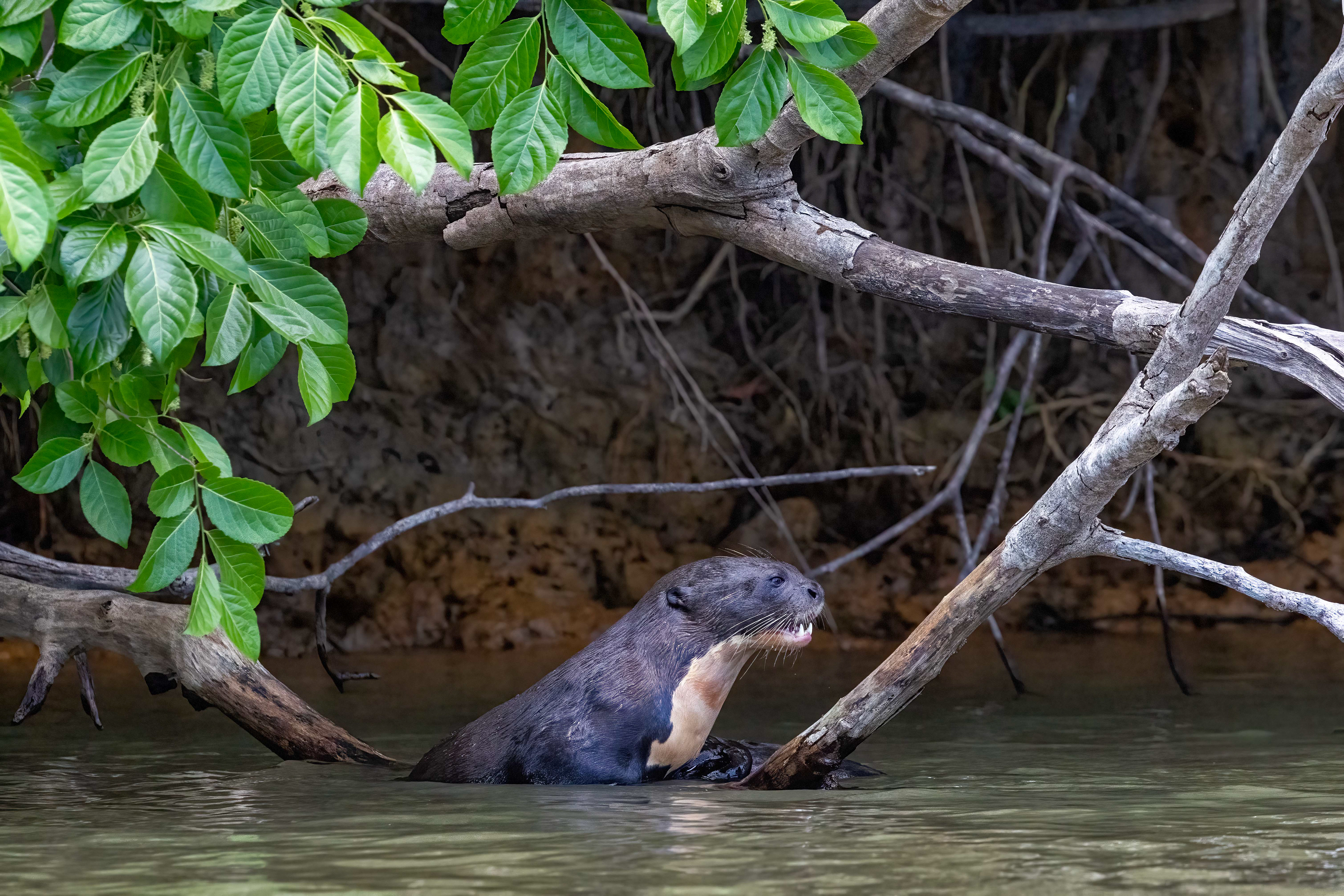 Giant River Otter