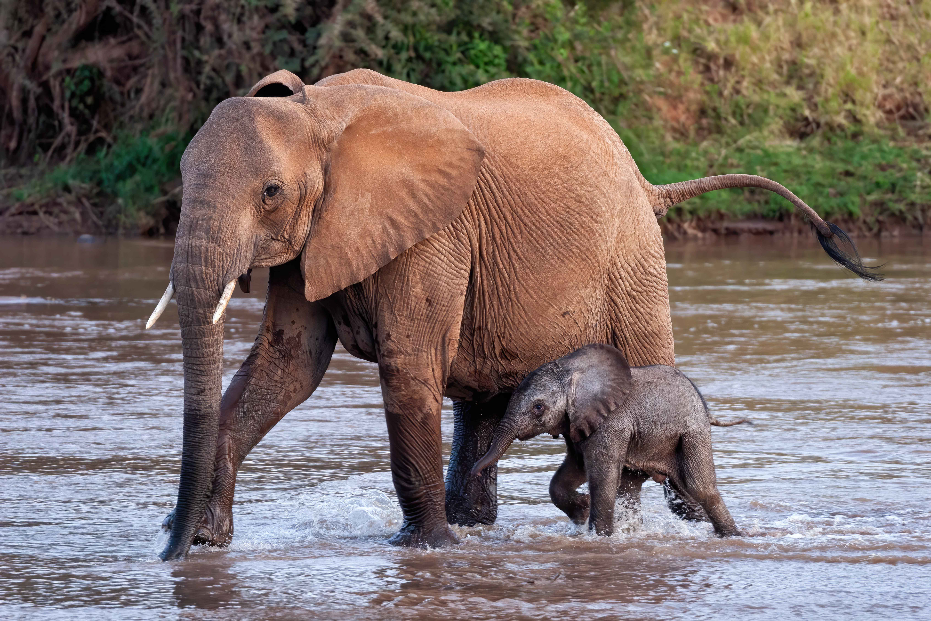 African Elephant mother and very young calf crossing Ewaso Nyiro River - Kenya