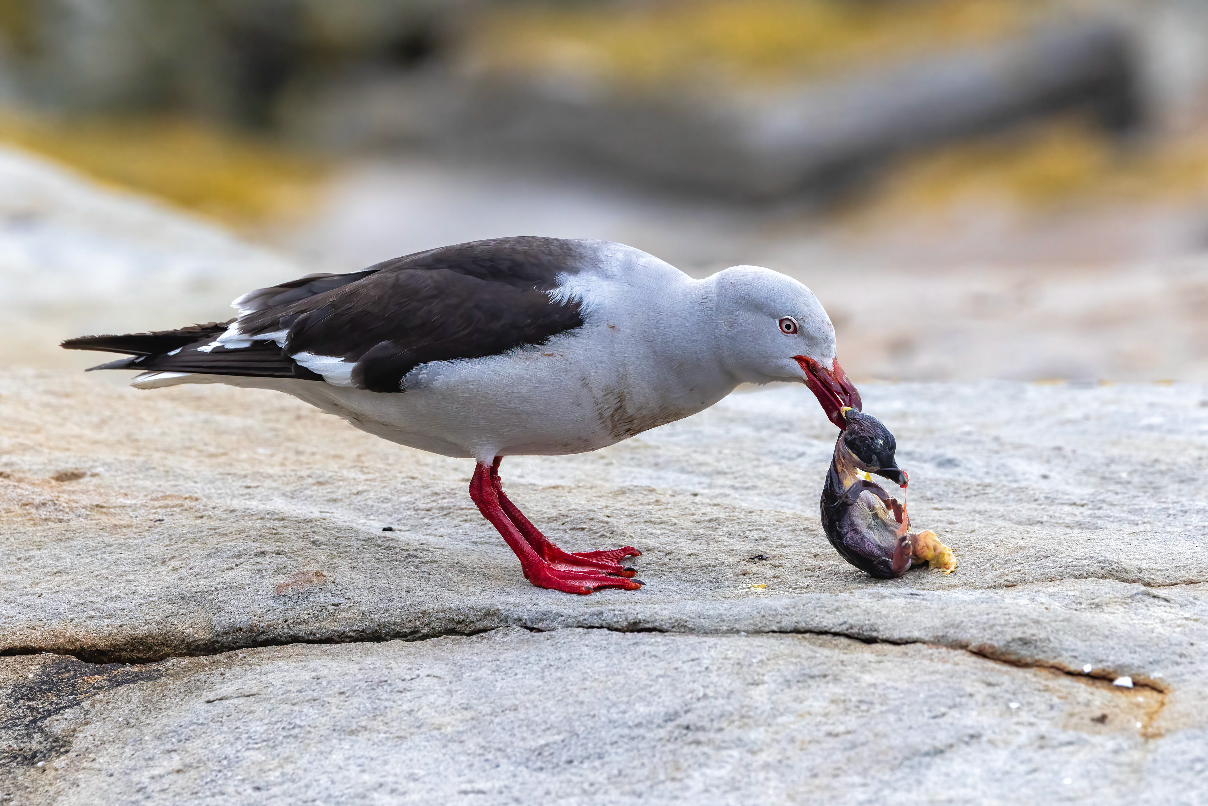 Dolhipn Gull feeding on an embryo extracted from a stolen egg - Falklands - RM