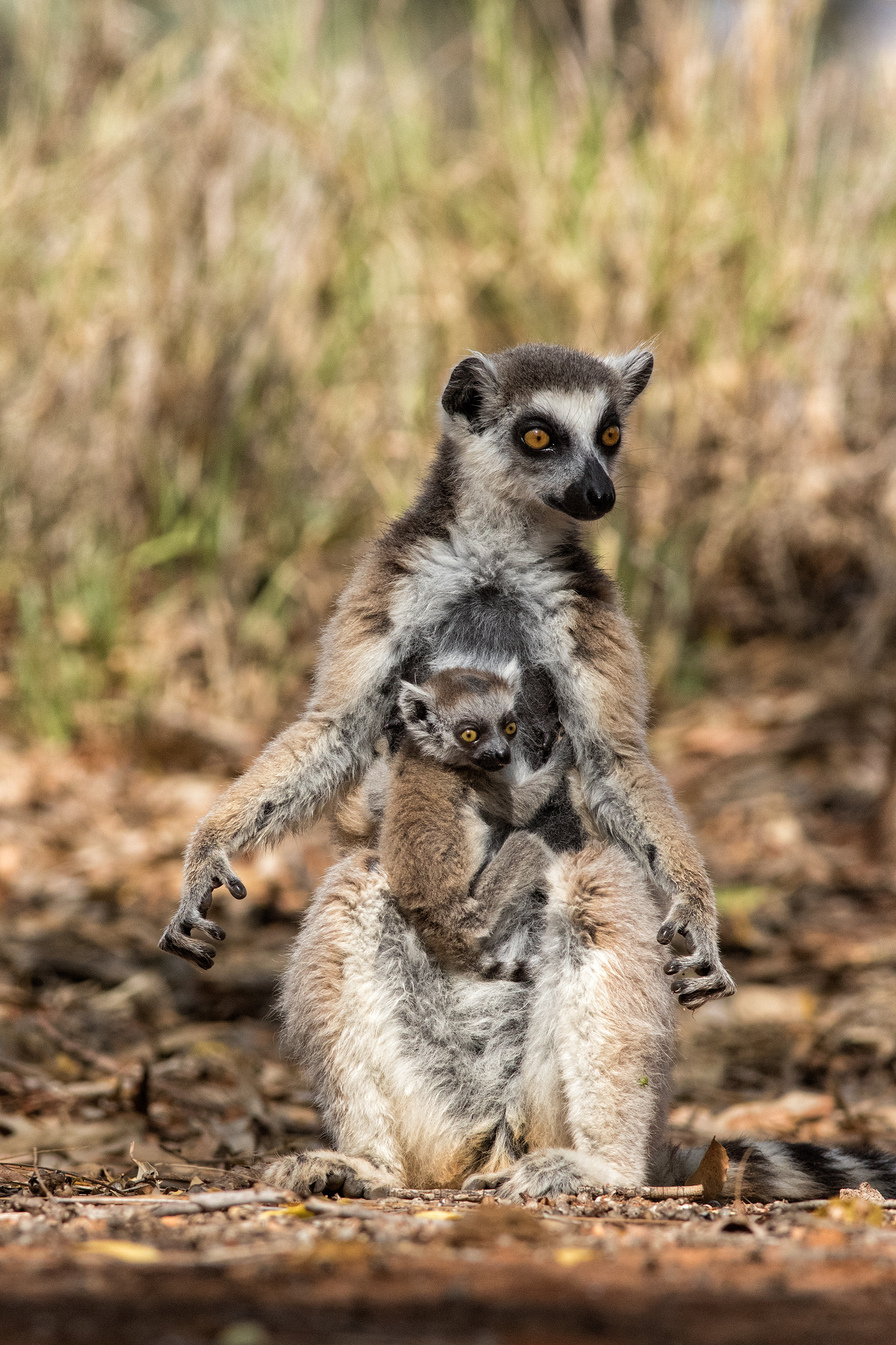 Ring-tailed lemur mother & baby - Berenty - RM