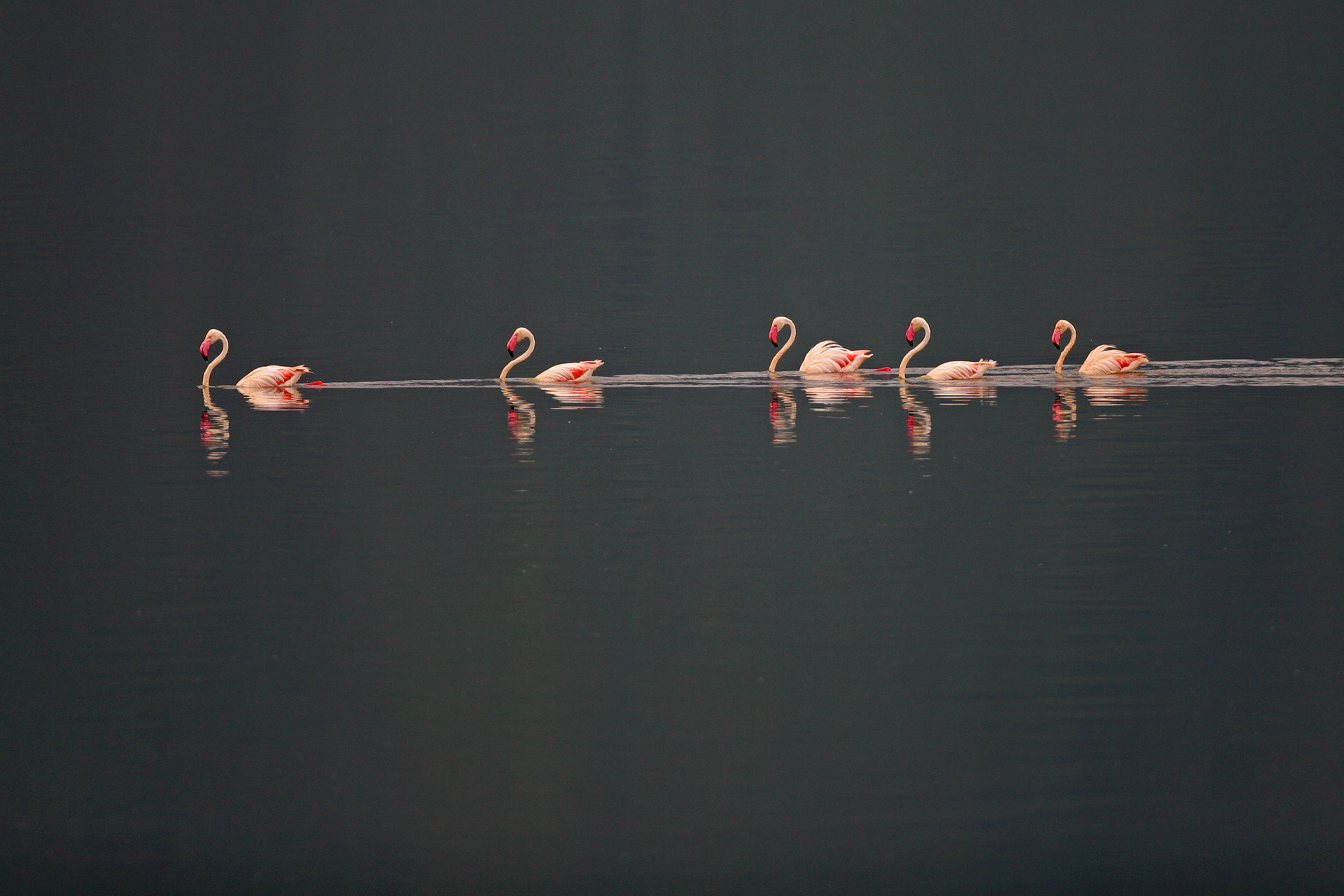 Greater Flamingos - lake Bogoria