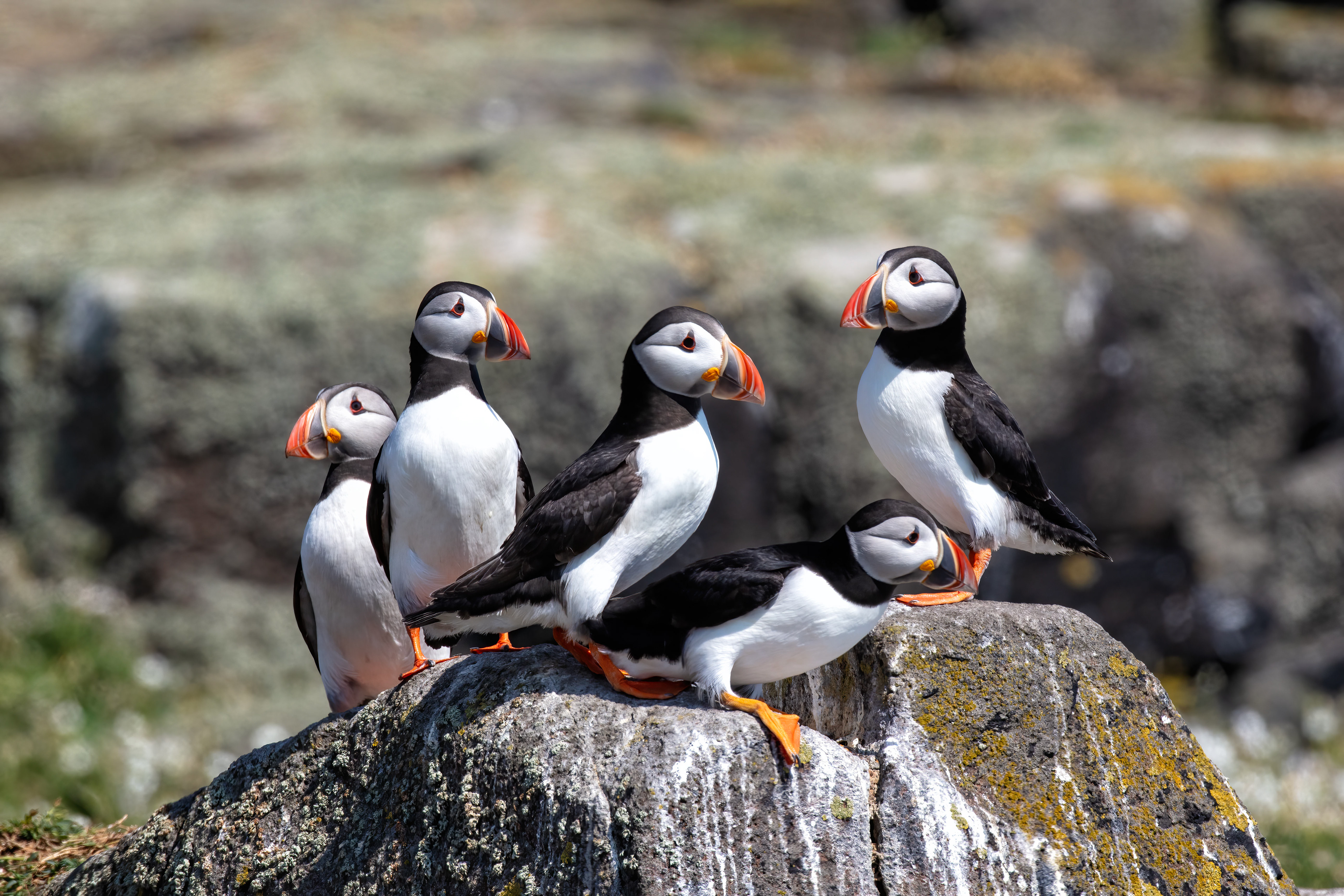 Atlantic Puffins