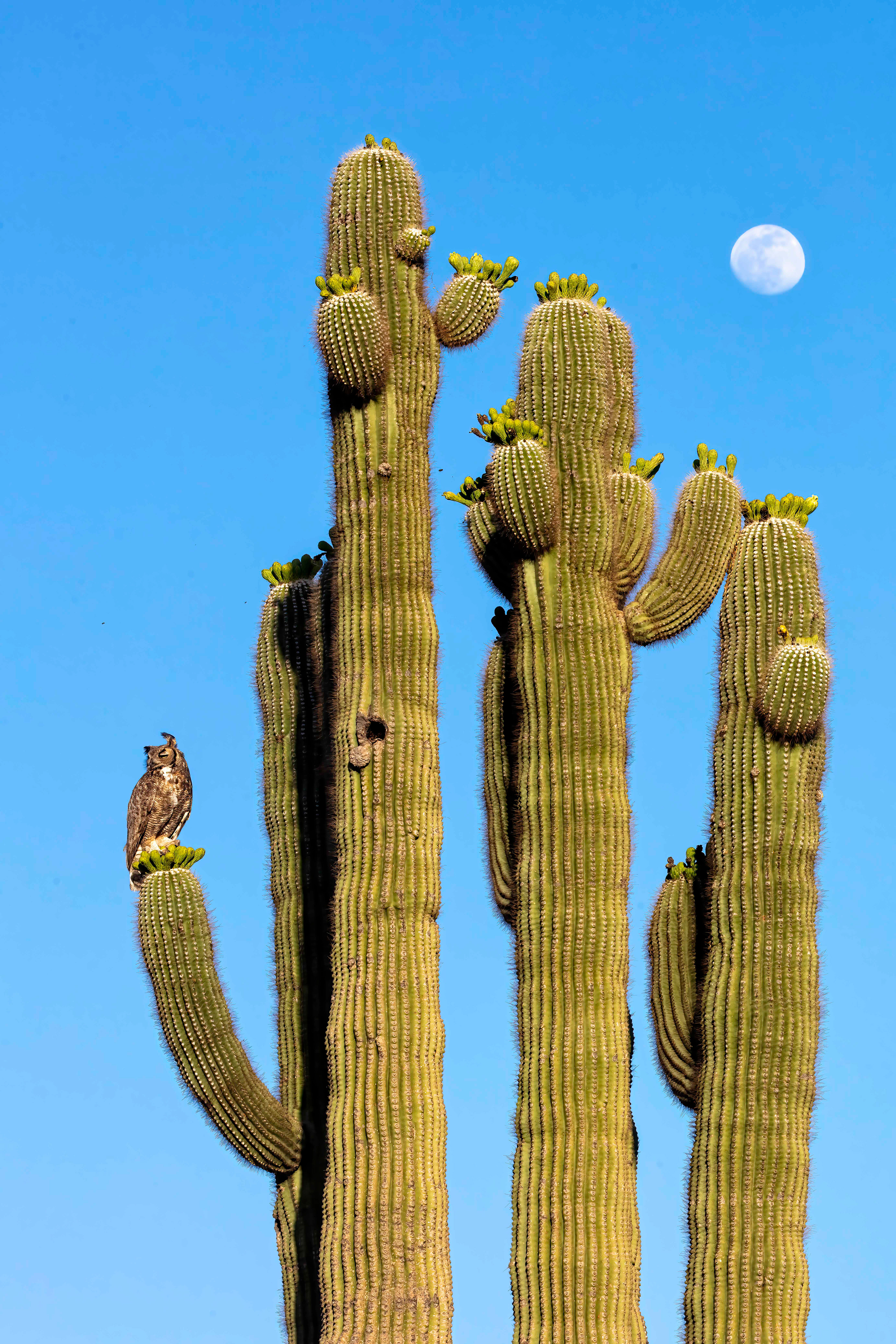 Great-horned Owl at sunset with the full moon rising