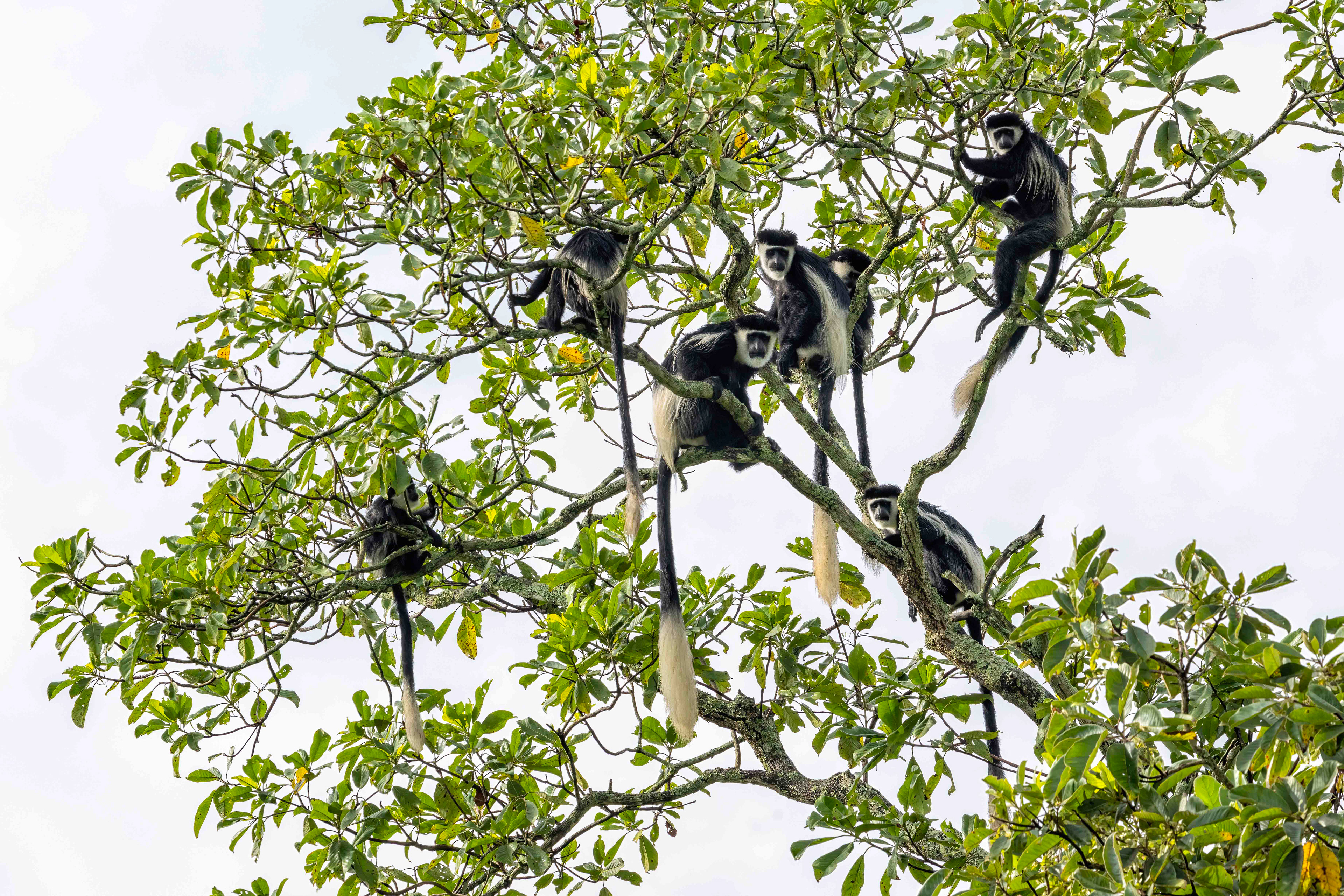 Black & White Colobus Monkeys in Queen Elizabeth National Park, Uganda