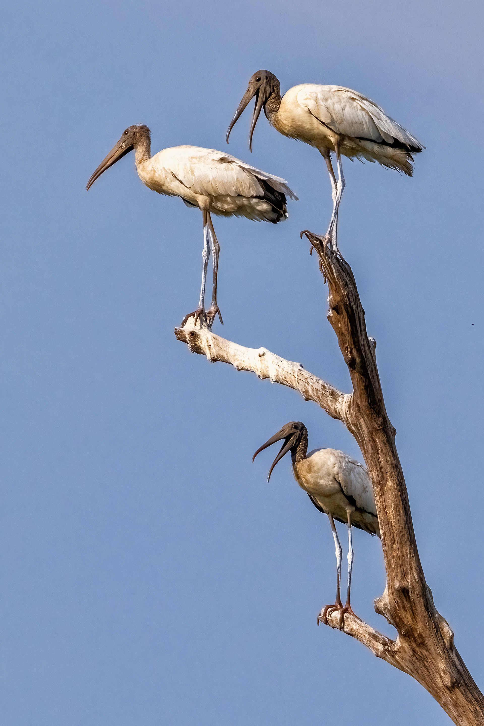 Wood Storks