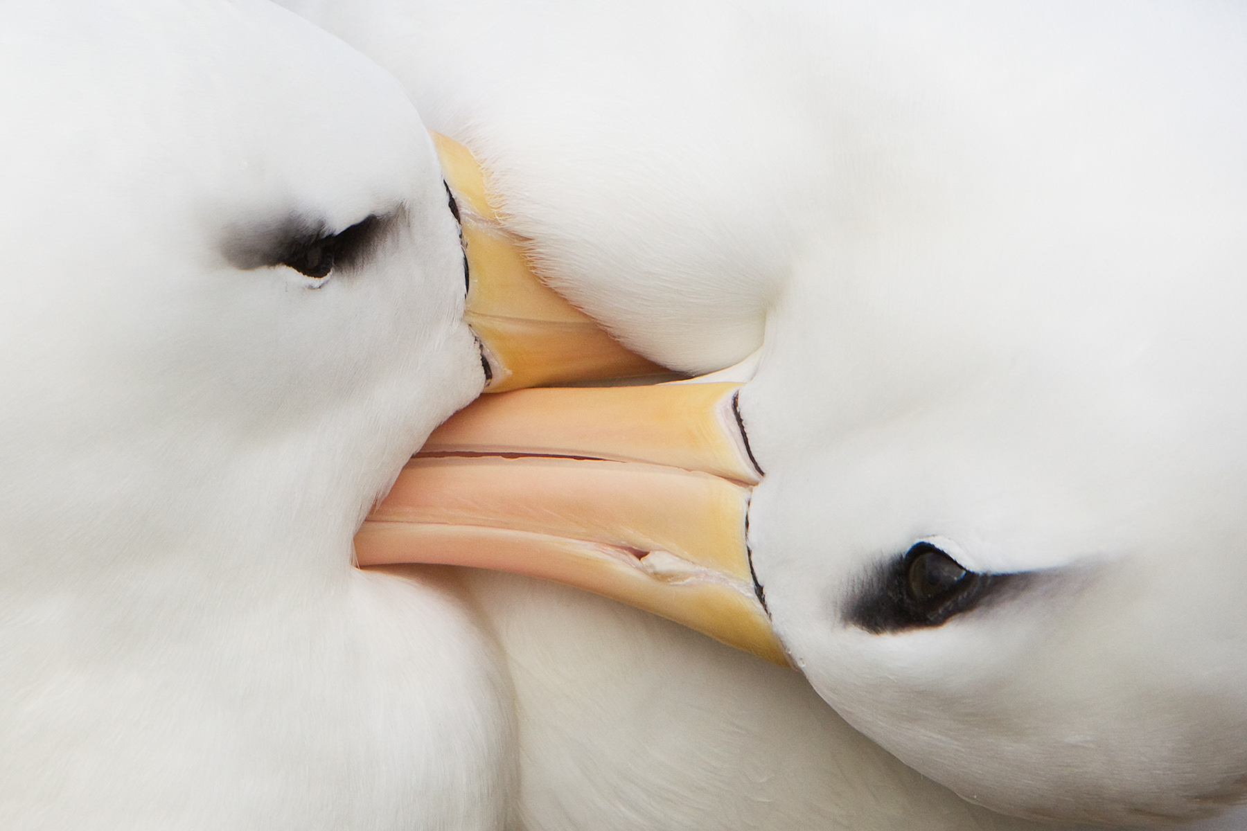 Black-browed Albatross grooming each other - Falklands