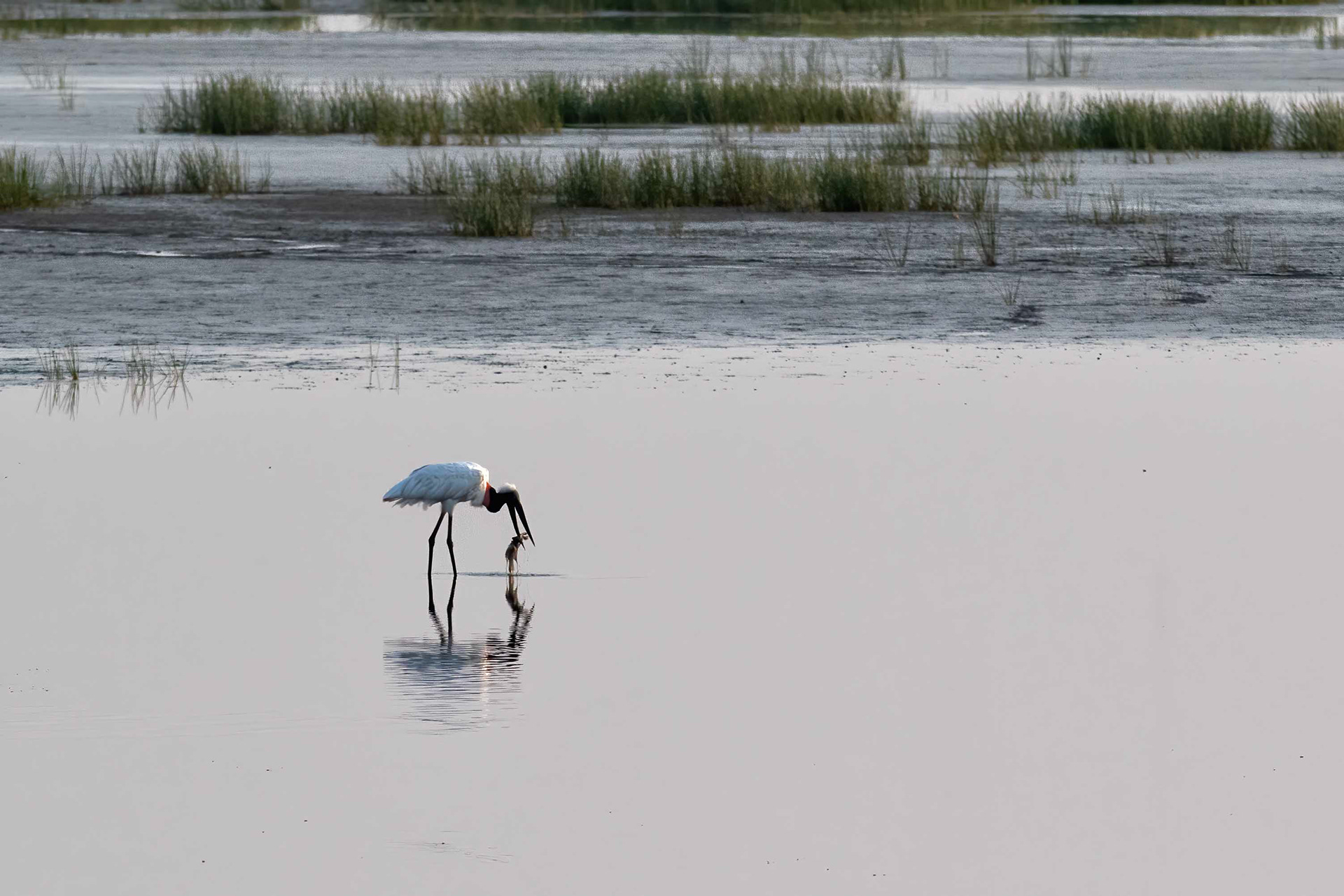 Jabiru - Belize - RM