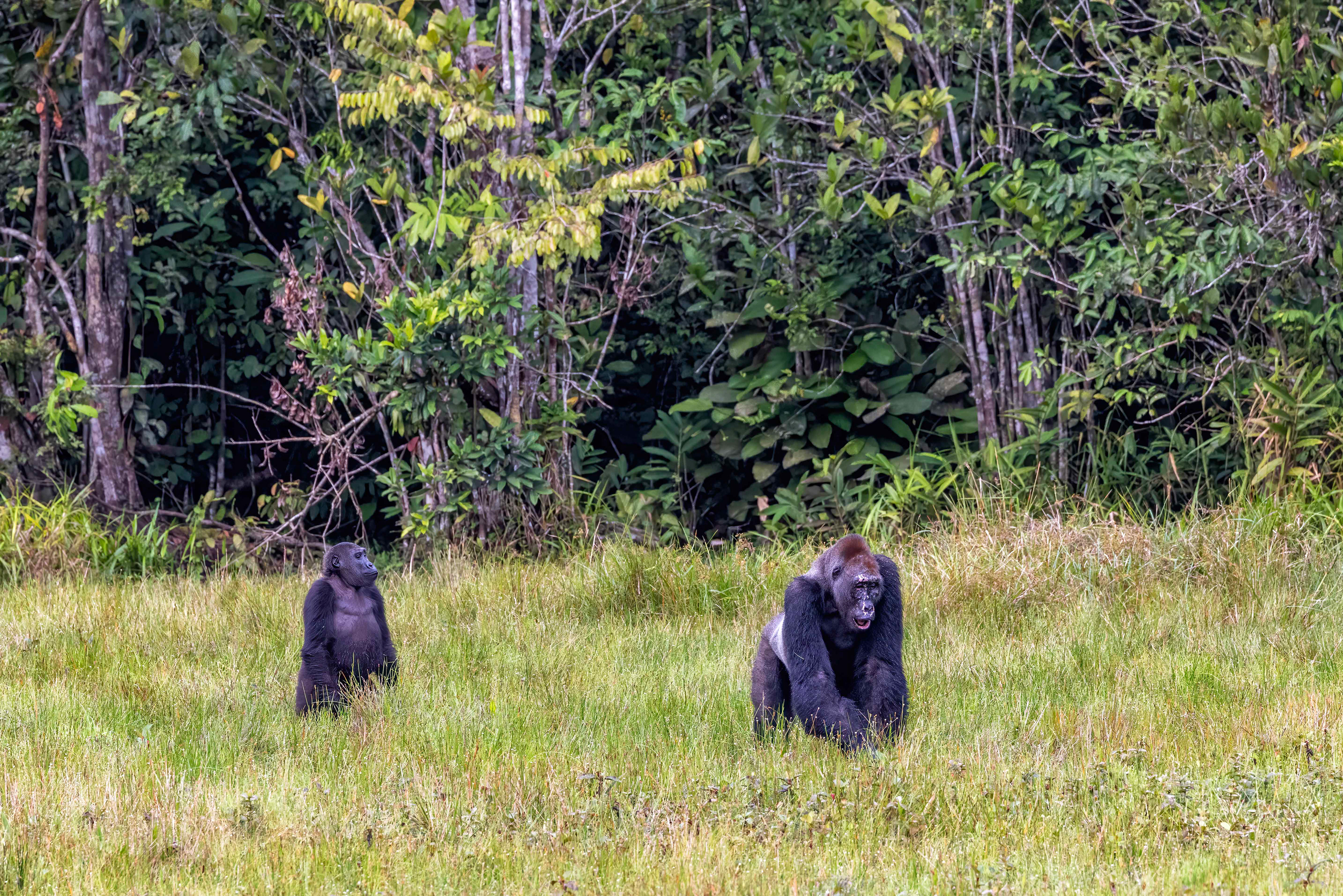Western Lowland Silverback & female Gorilla - Odzala, Republic of Congo - RM