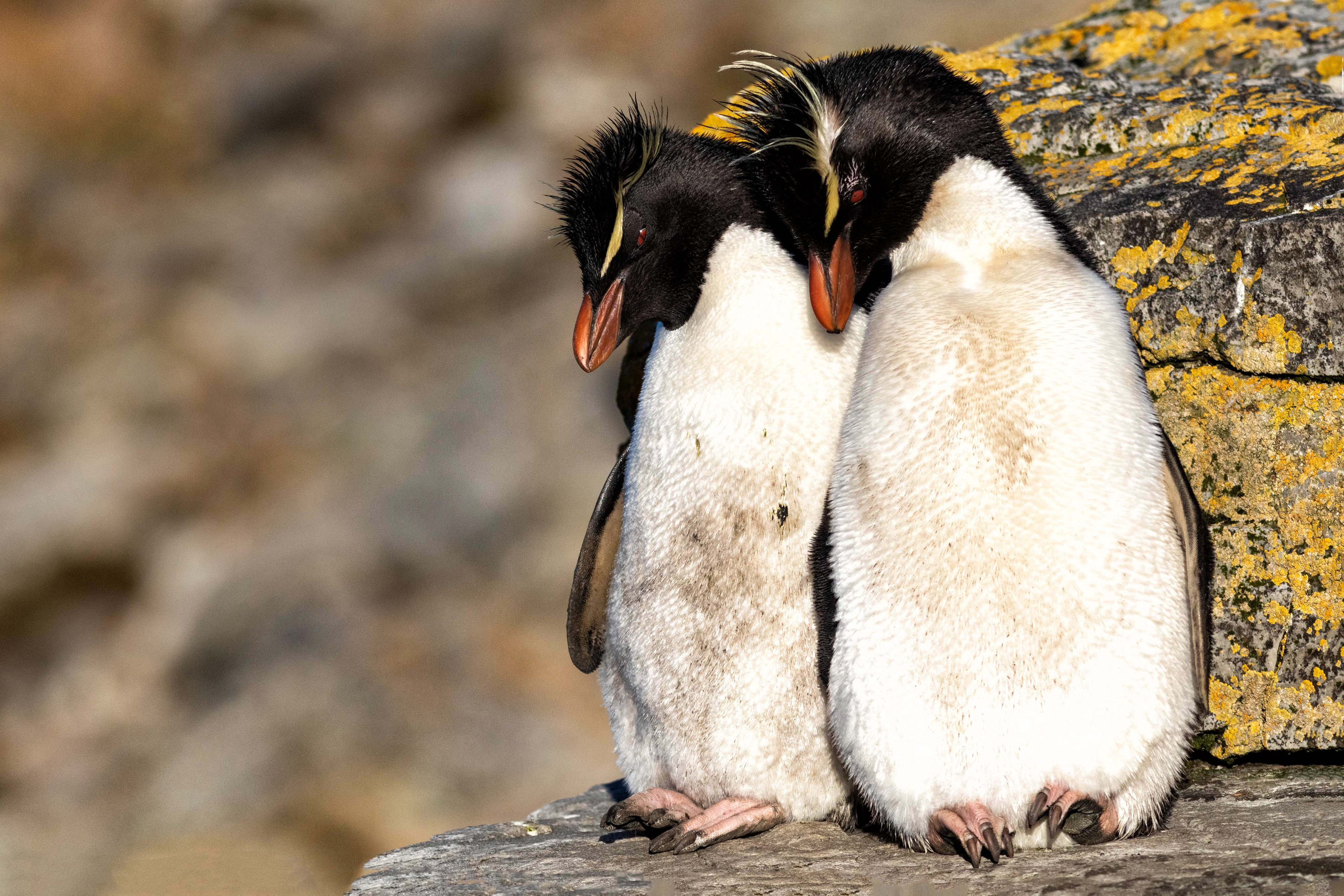 Rockhopper Penguins - Falklands - RM