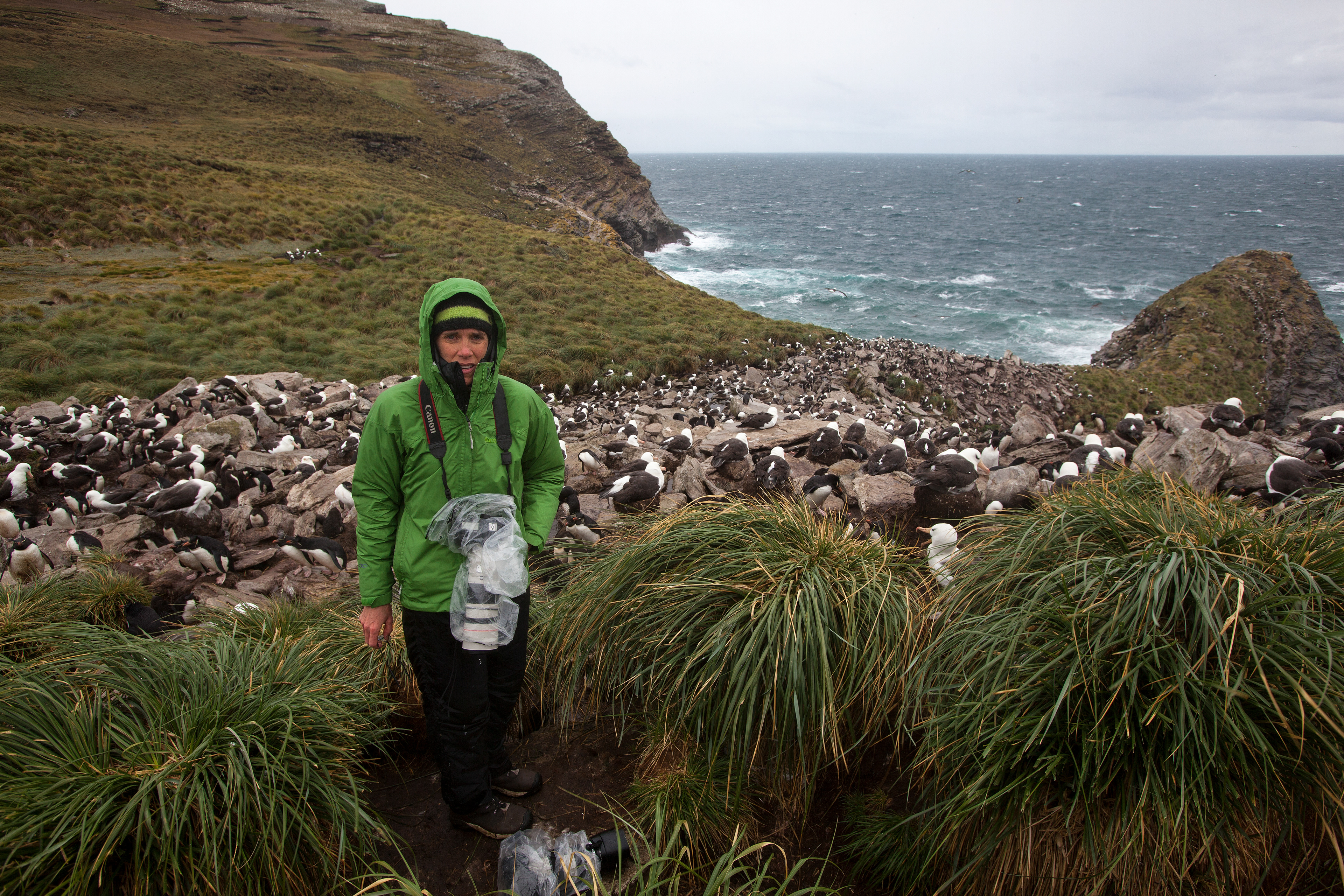 Robin at the end of a very wet day - Falklands