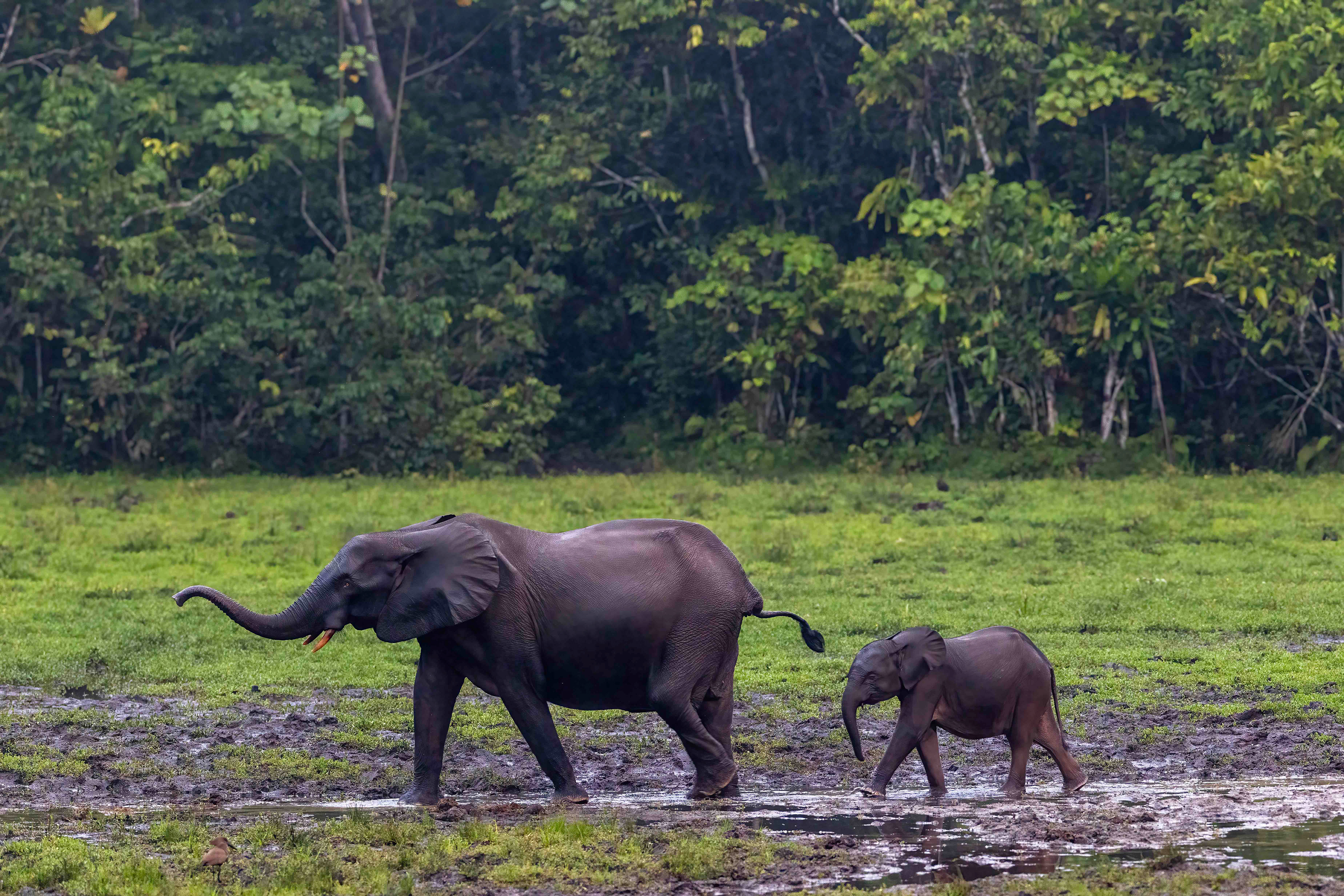 Forest Elephants - Odzala, Republic of Congo
