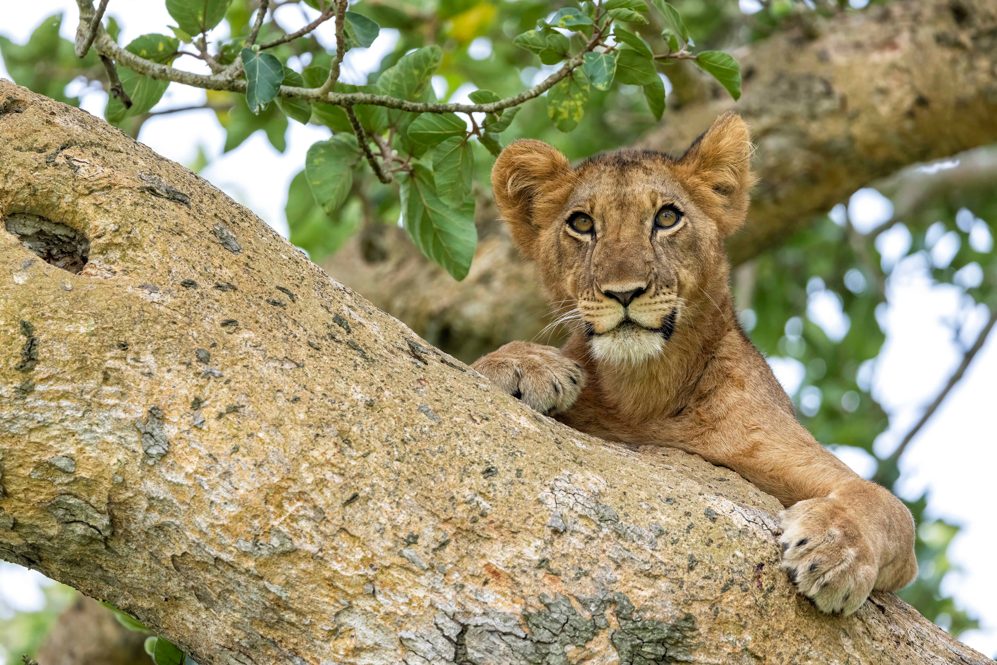 Young lion - Ishasha, Uganda - RM