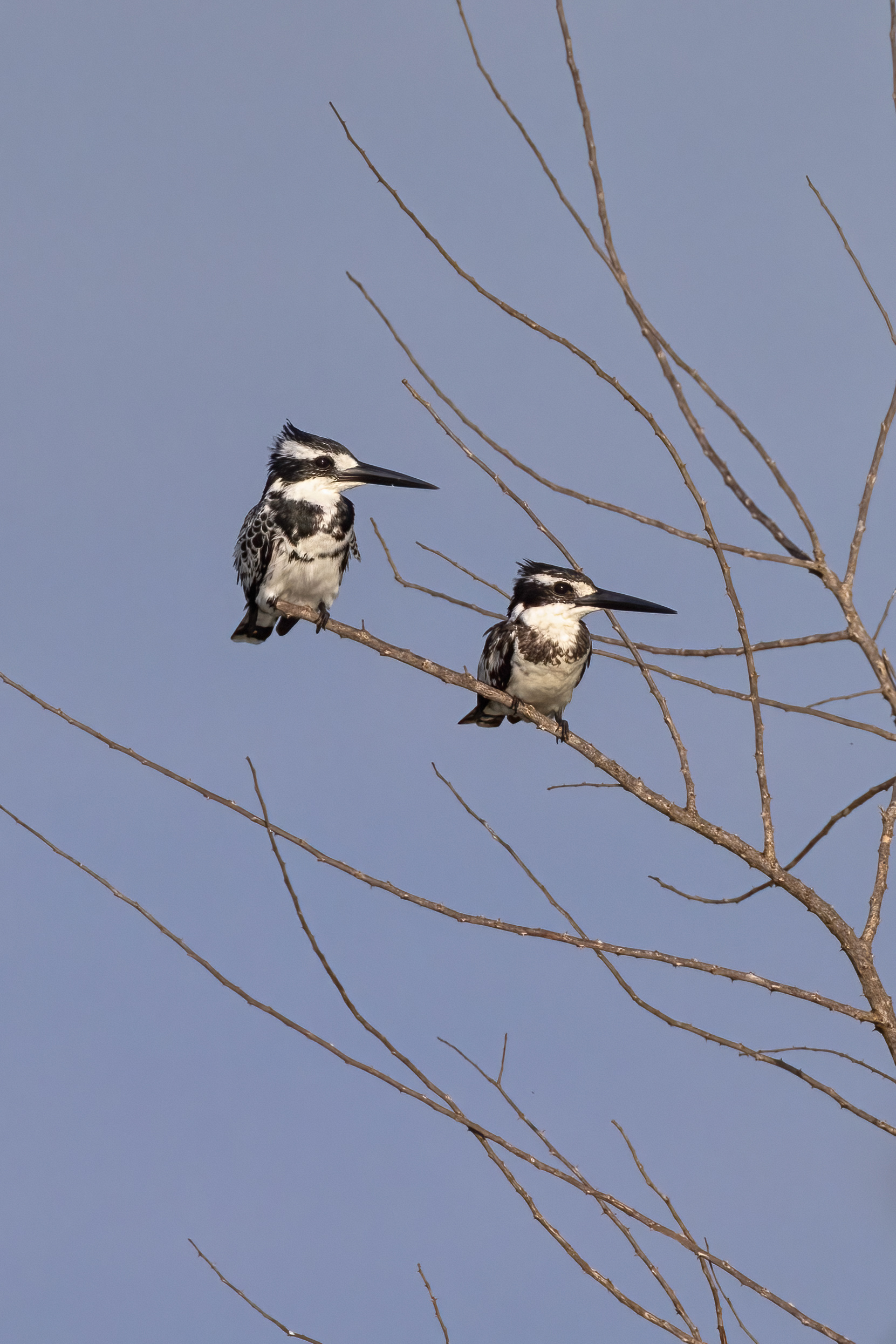 Pied Kingfishers - Murchison Falls, Uganda - RM