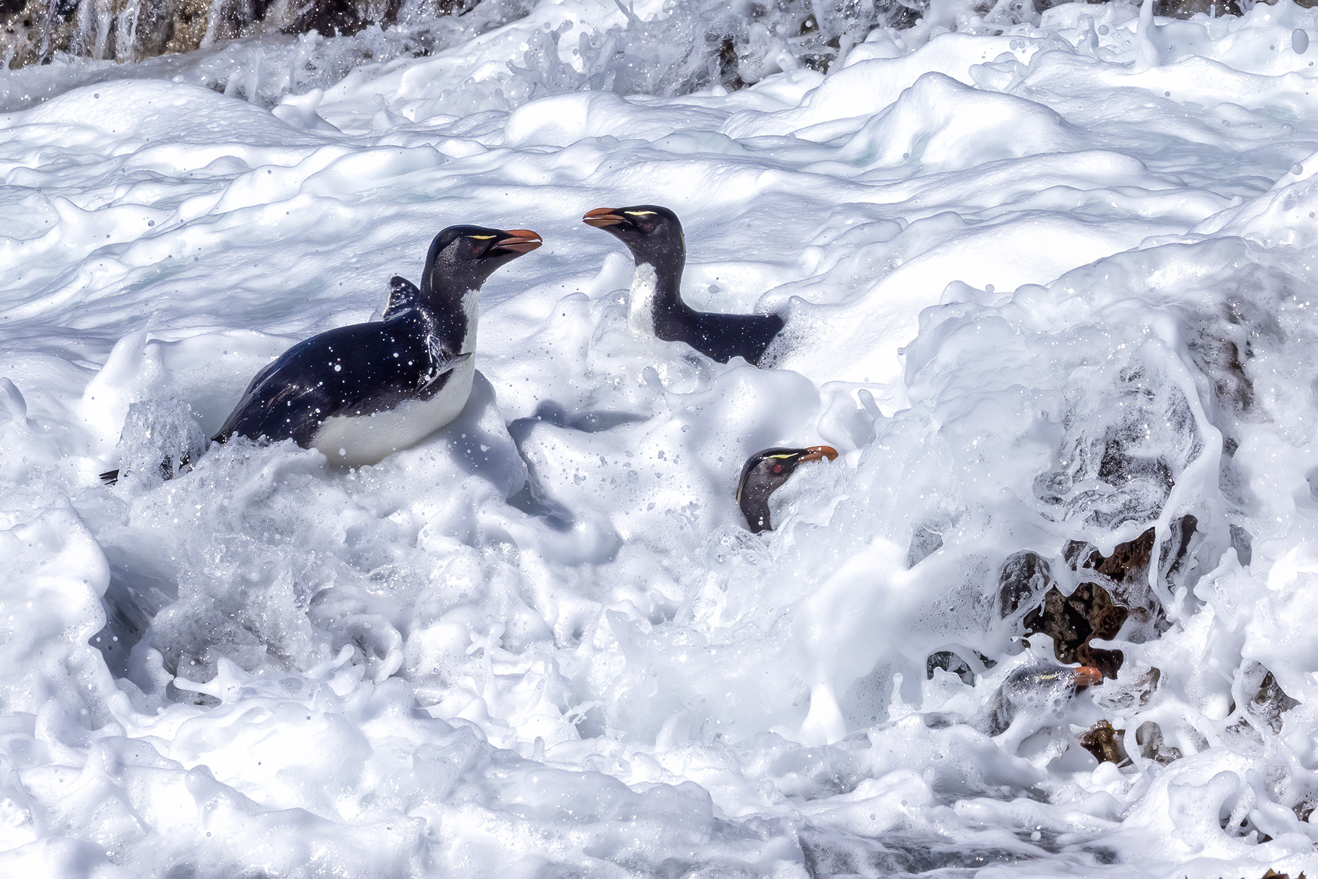 Southern Rockhoppers swamped by a breaking wave - Falklands