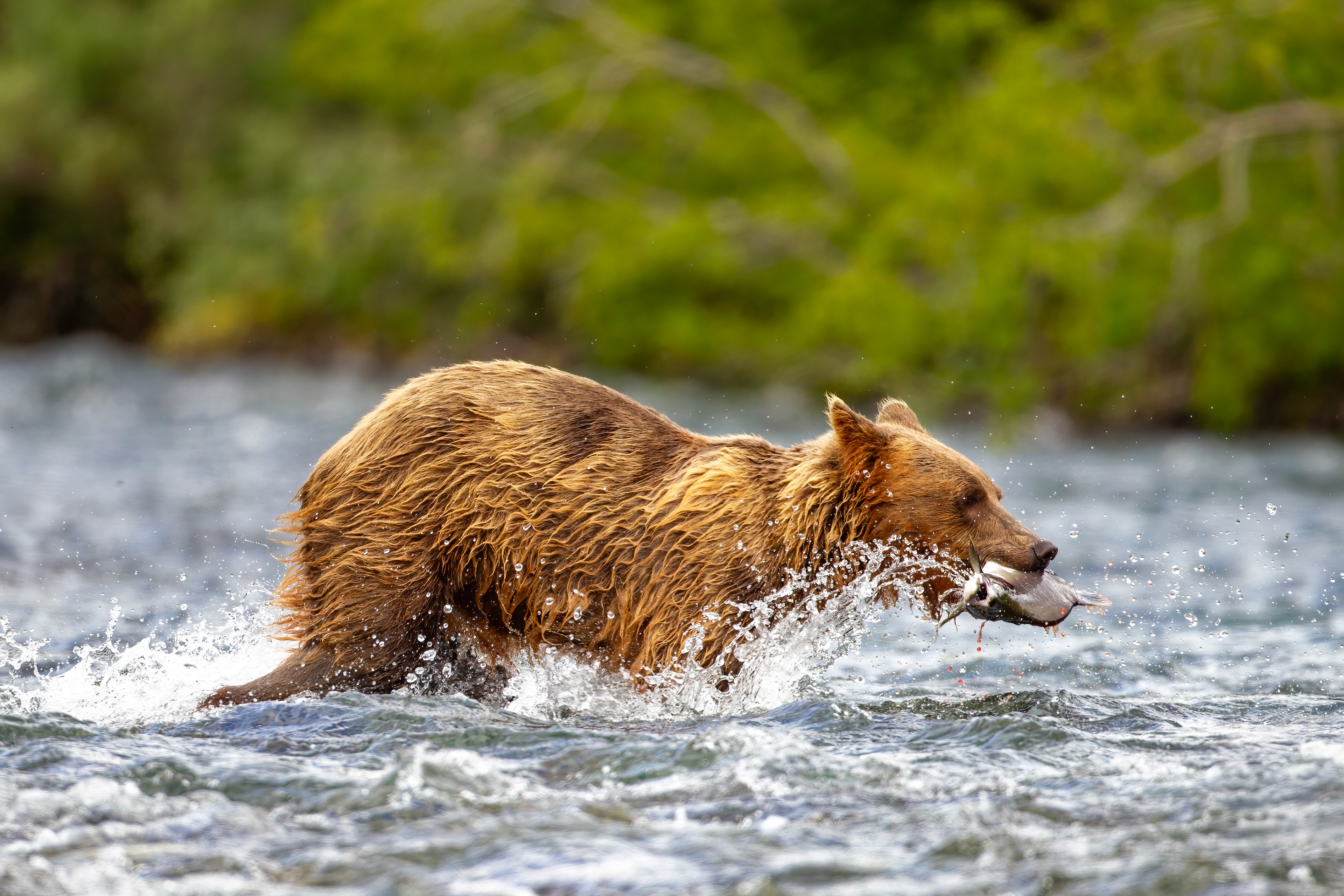 Grizzly Bear fishing in a coastal stream - Katmai Alaska