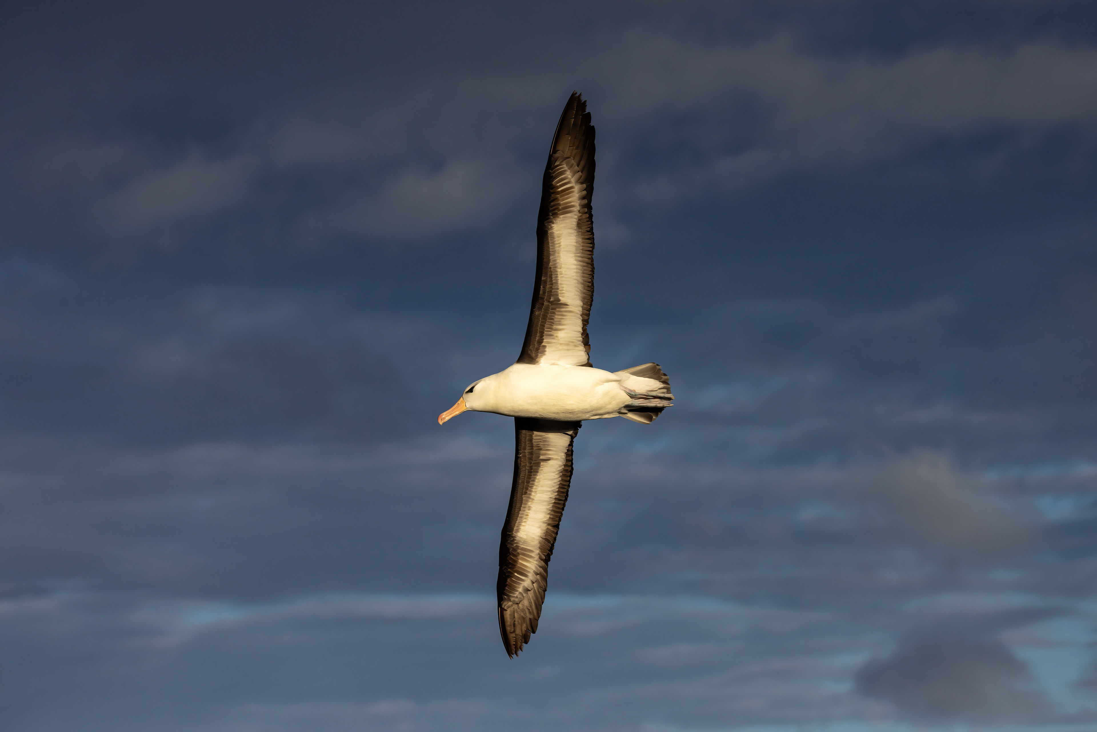 Black-browed Albatross soaring in the early morning sunlight - Falklands