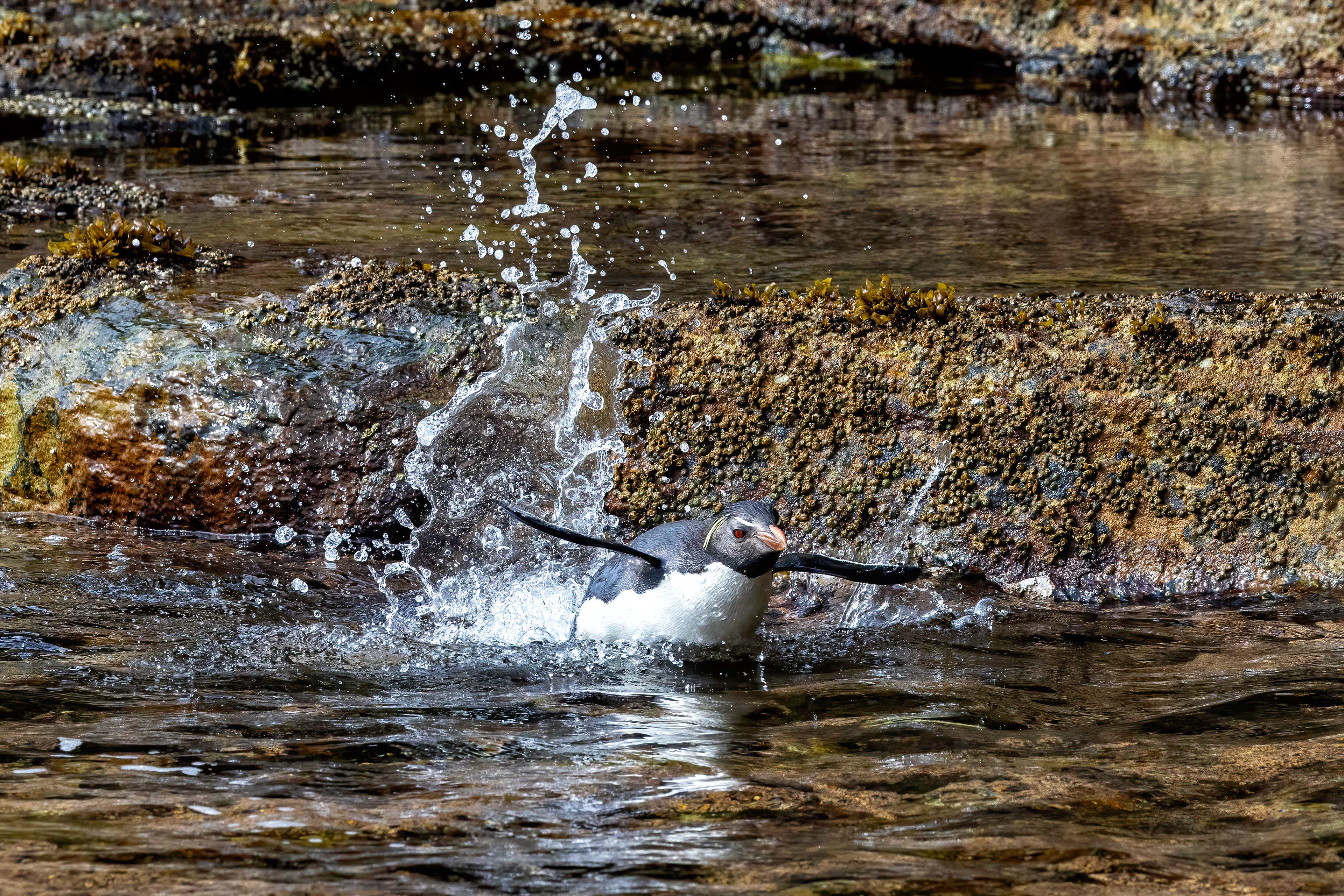 Southern Rockhoppers swimming across a rock pool to get back to the colony - Falklands - RM