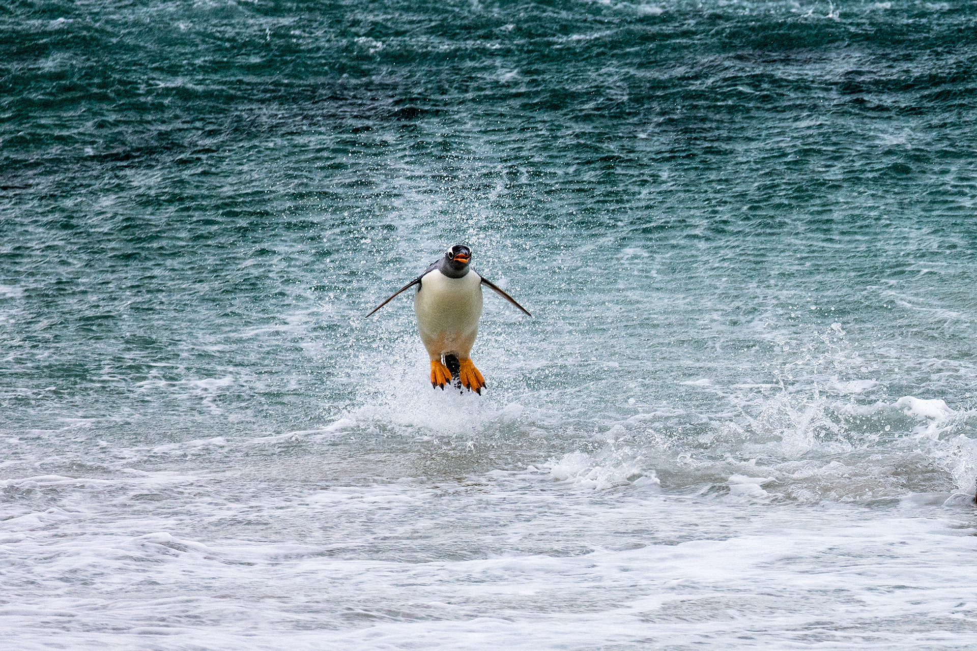 A Gentoo Penguin launches onto the beach - Falklands