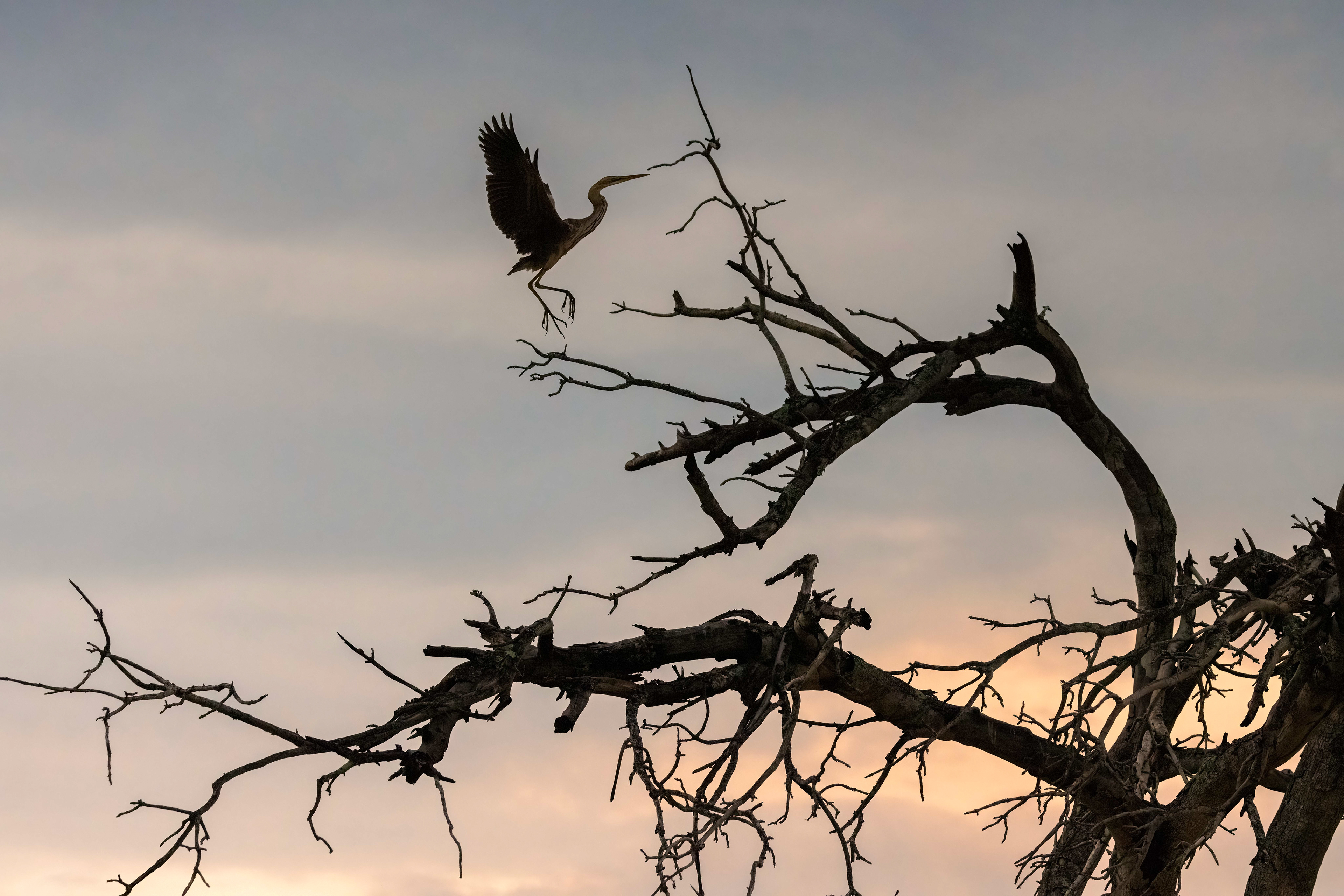 heron at sunset - Murchison Falls, Uganda - RM