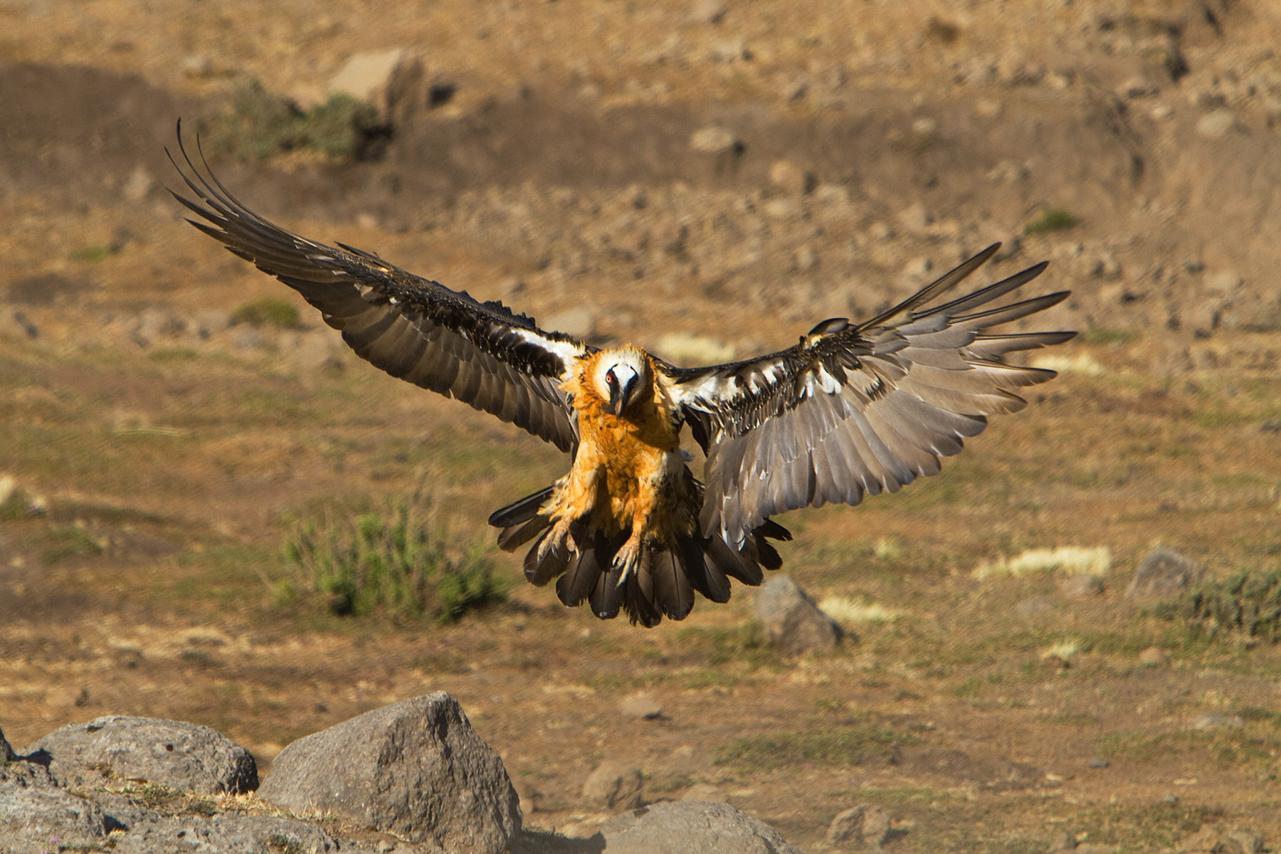 Lammergeier - Simien Mountains, Ethiopia