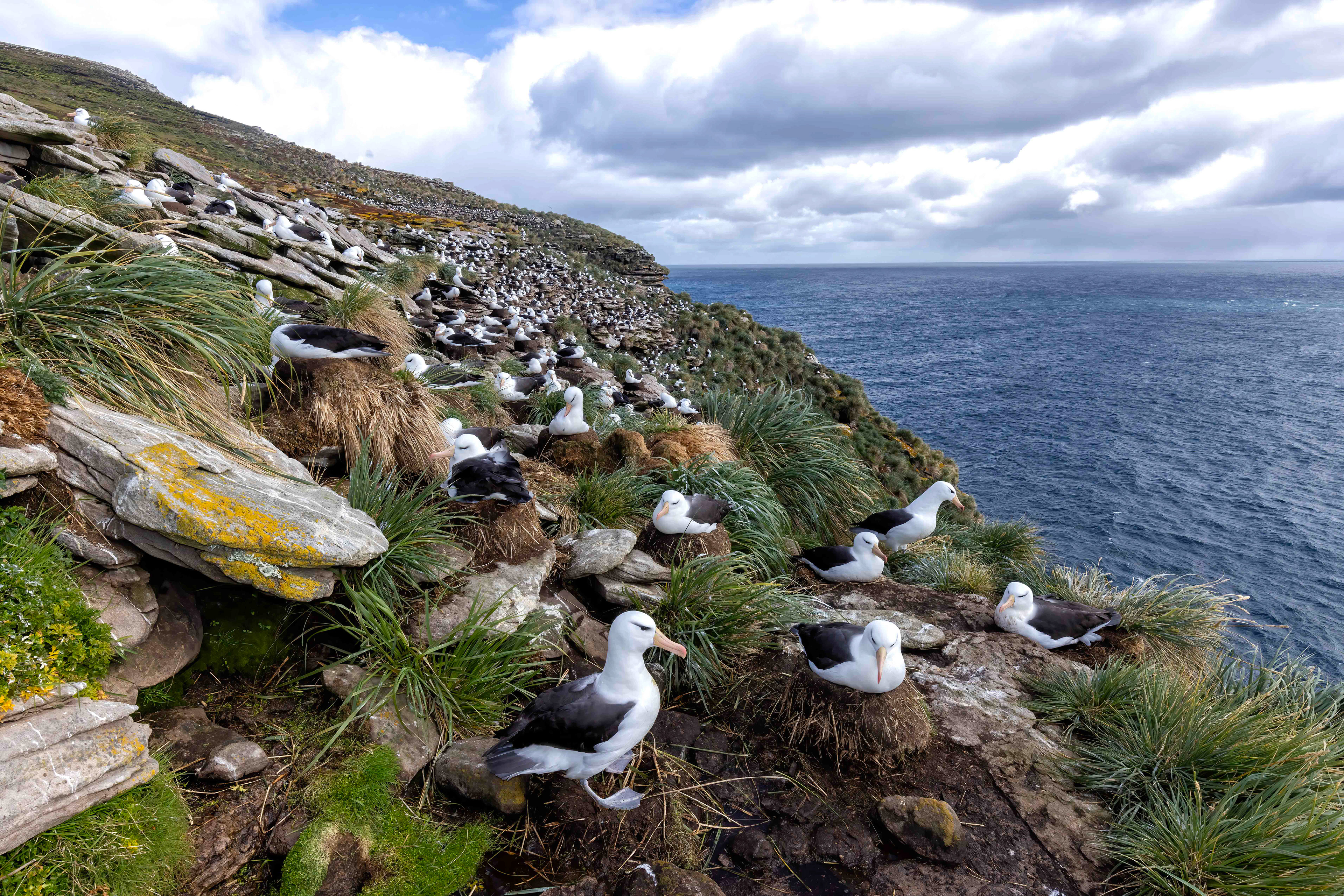 Black-browed Albatross colony on New island - Falklands