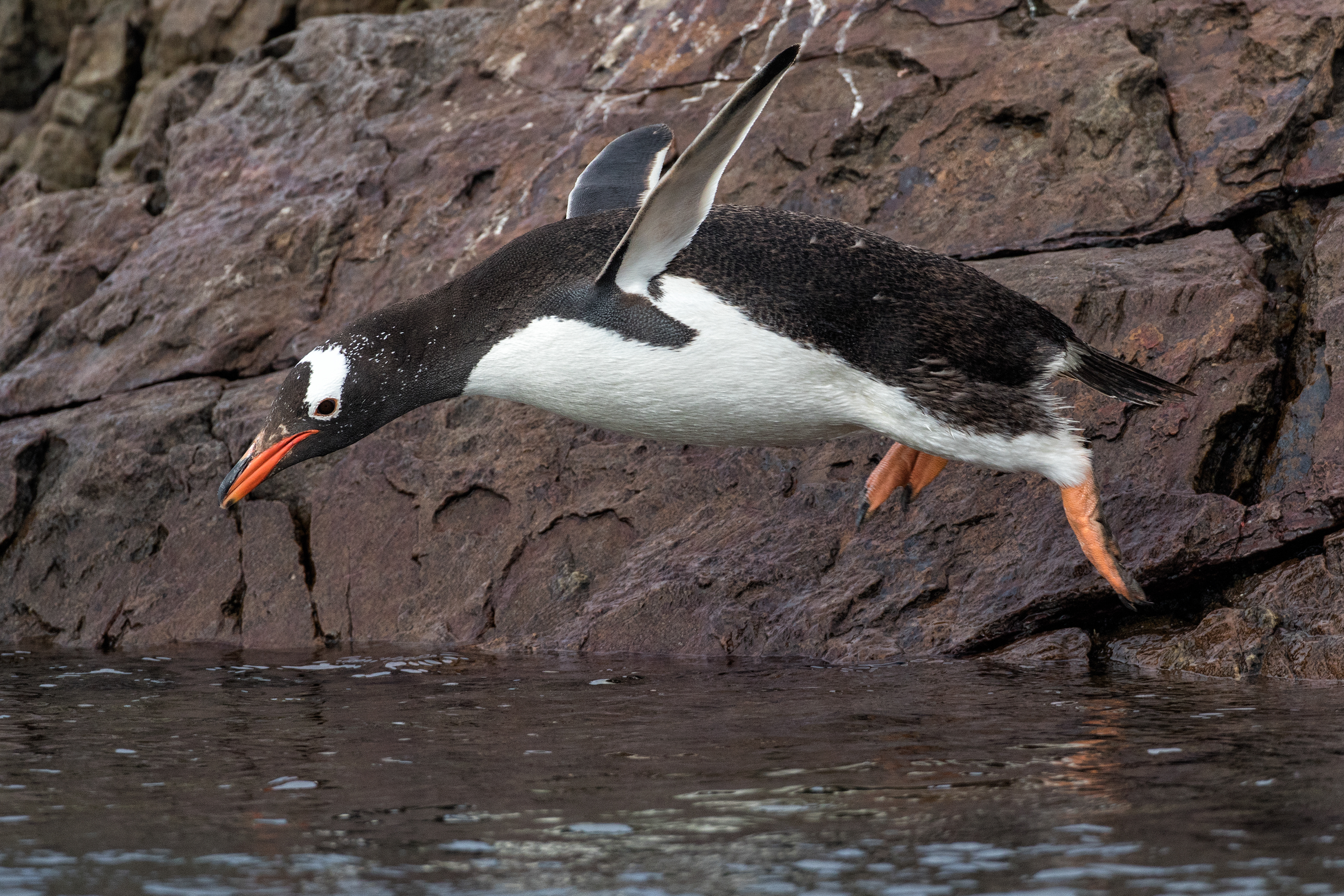 Gentoo Penguin going for a swim - Falklands