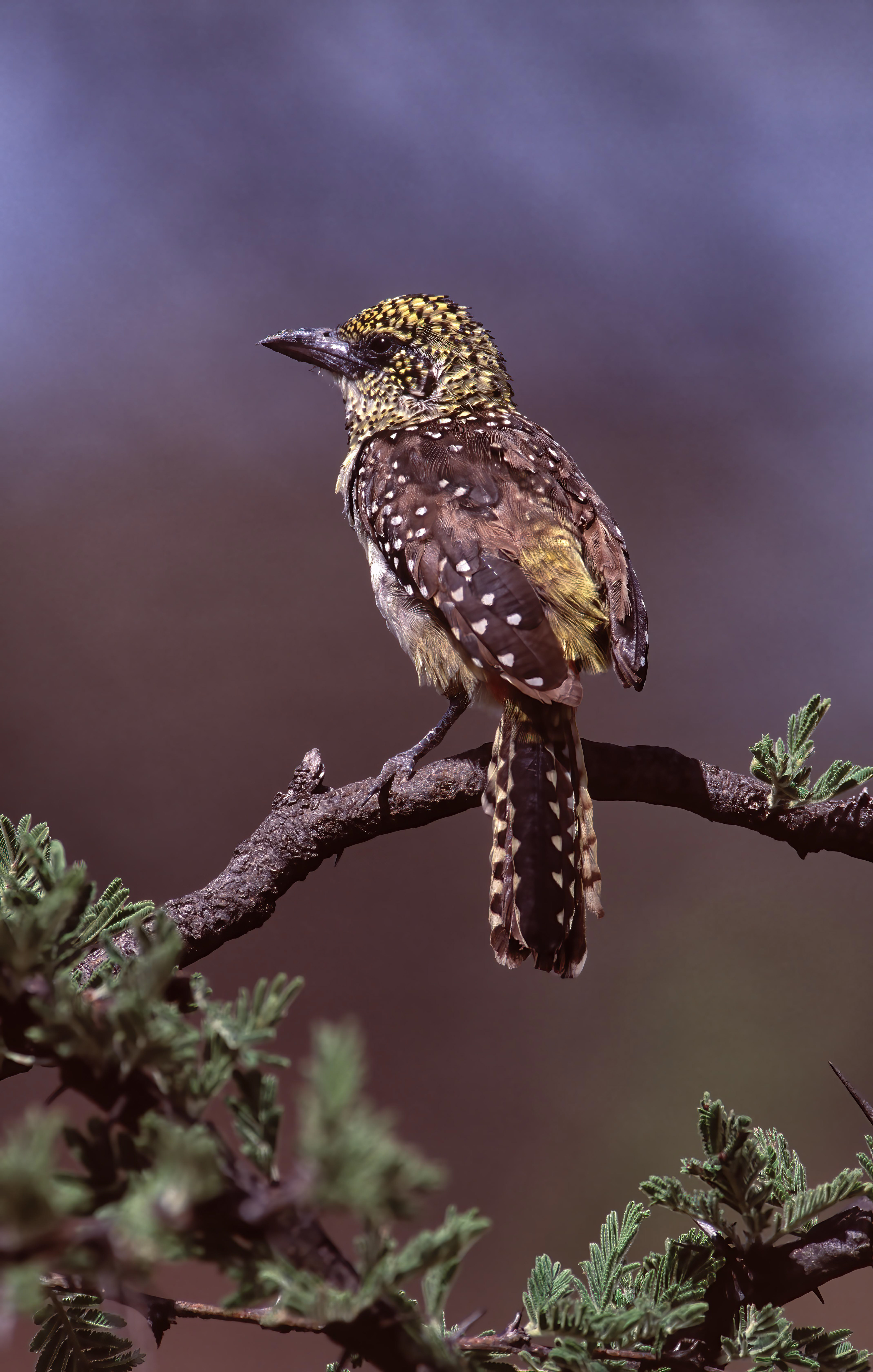 D'Arnoud's barbet - Samburu