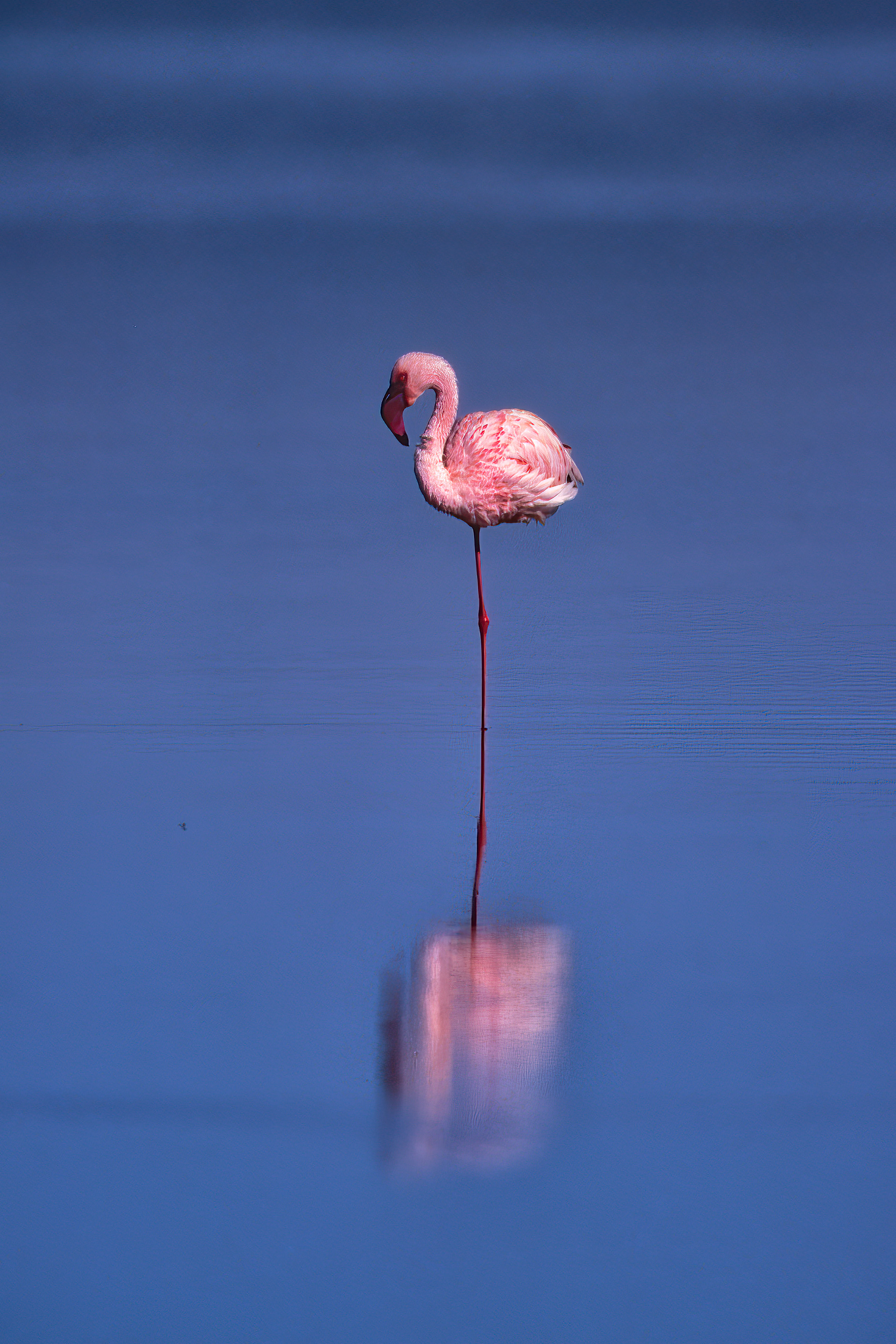 Greater Flamingo - Nakuru, Kenya