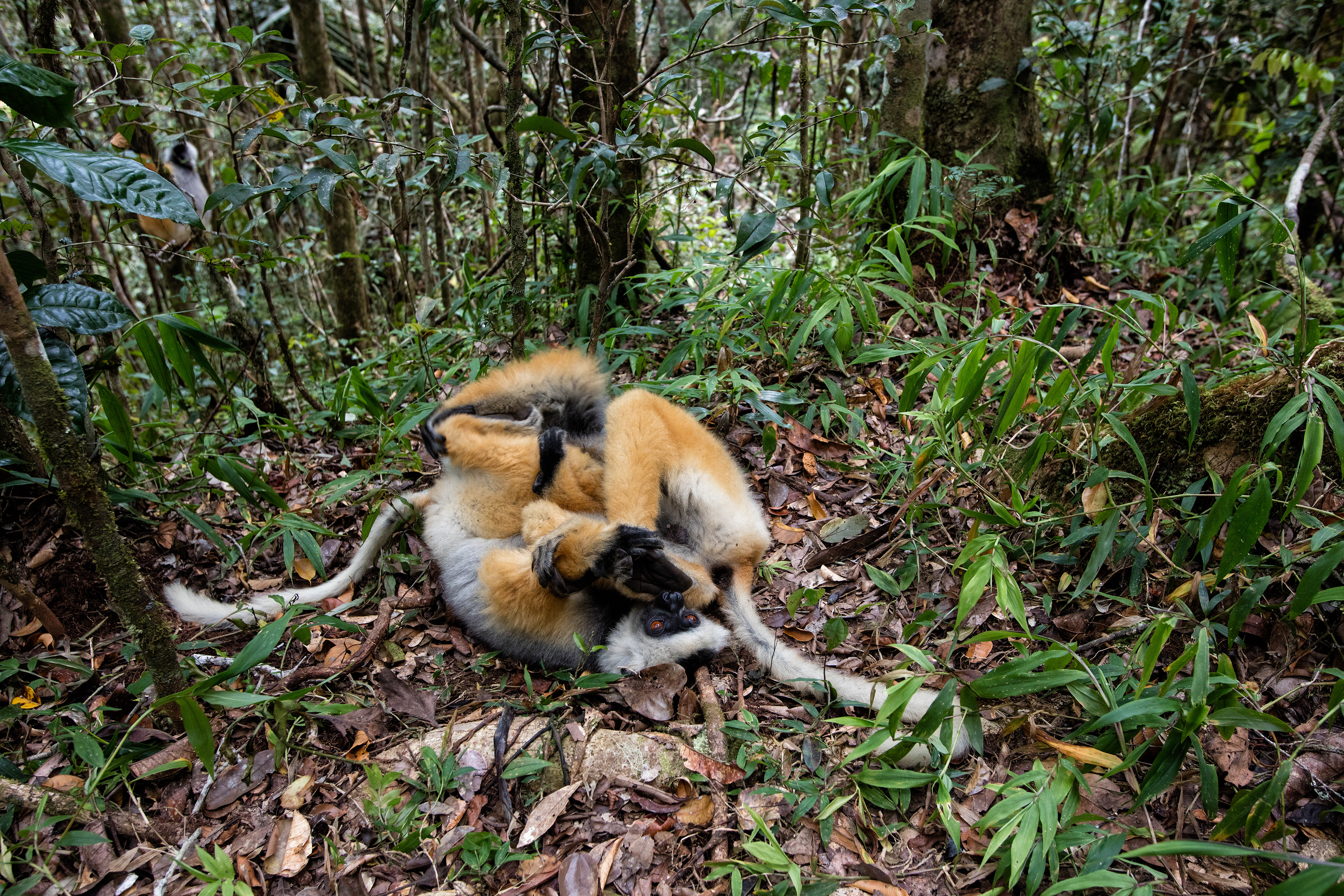 Diademed Sifakas fighting - Andisibe
