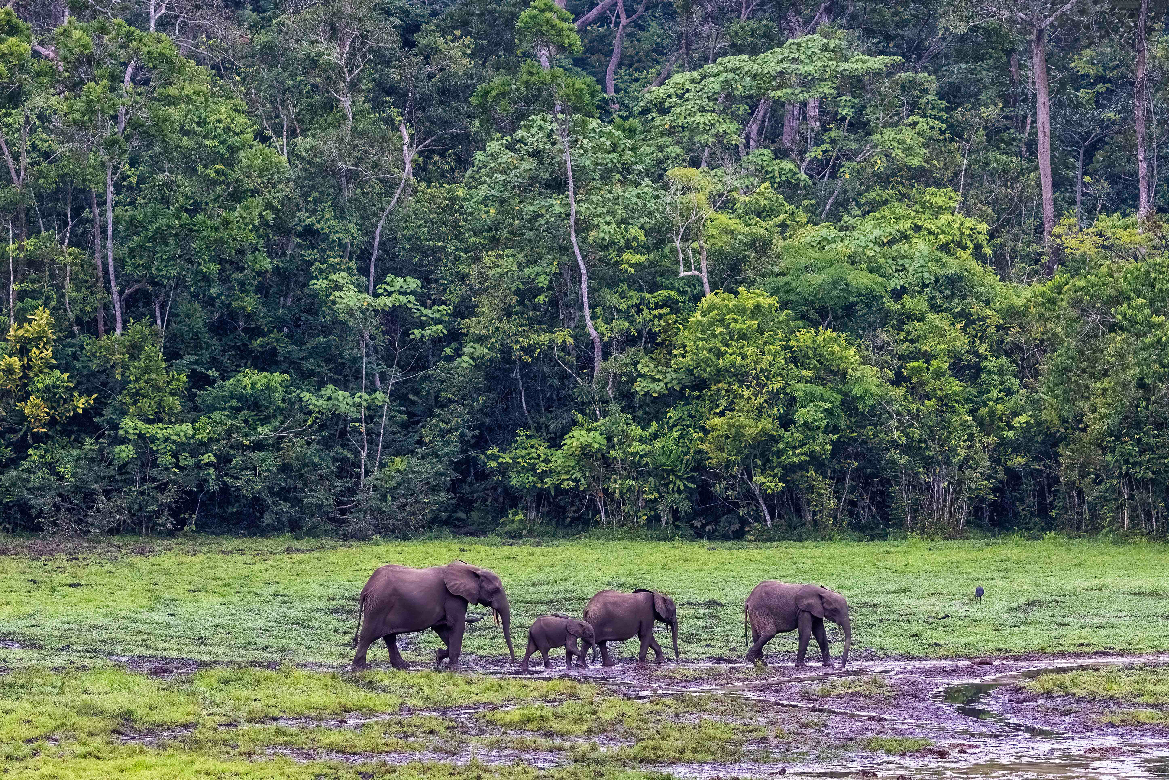 Forest Elephant family seeking minerals in the bai - Odzala, Republic of Congo-RM