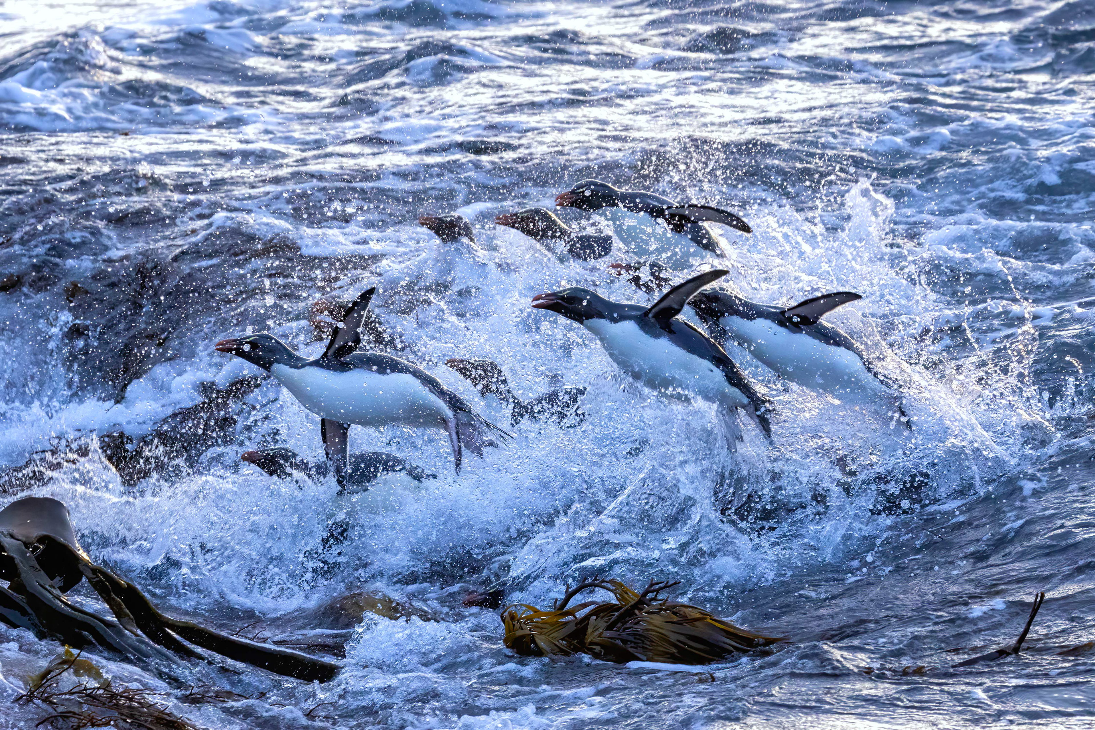 Southern Rockhopper Penguins surfing in - Falklands