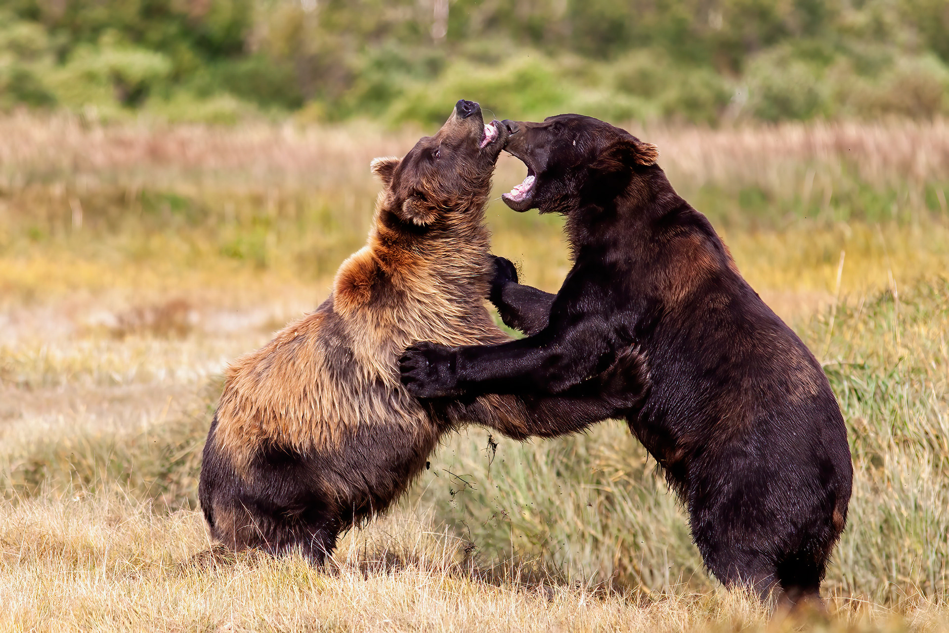 Grizzly Bears fighting - Katmai Alaska - RM