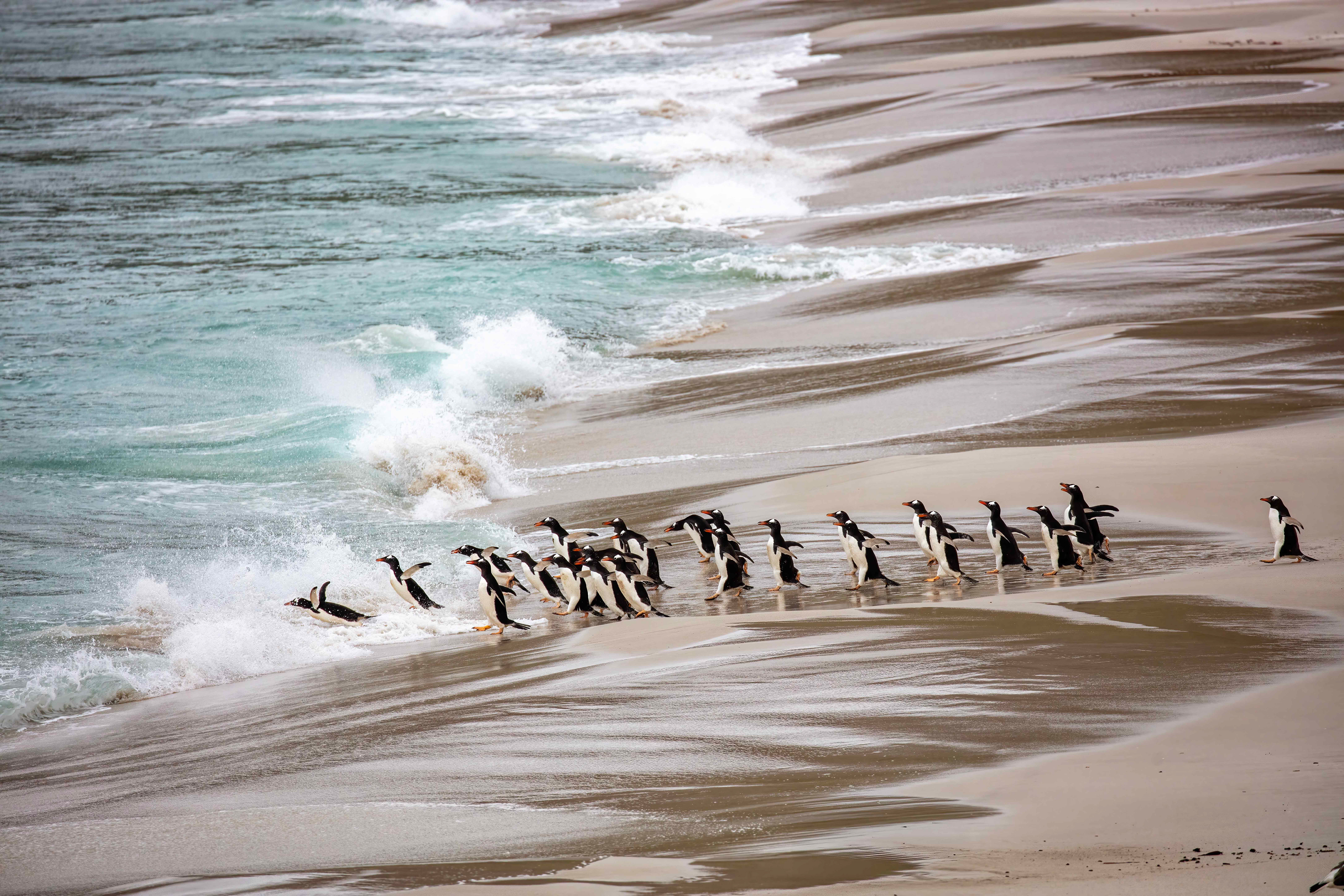 Gentoo Penguins heading out to feed at the north of New Island - Falklands