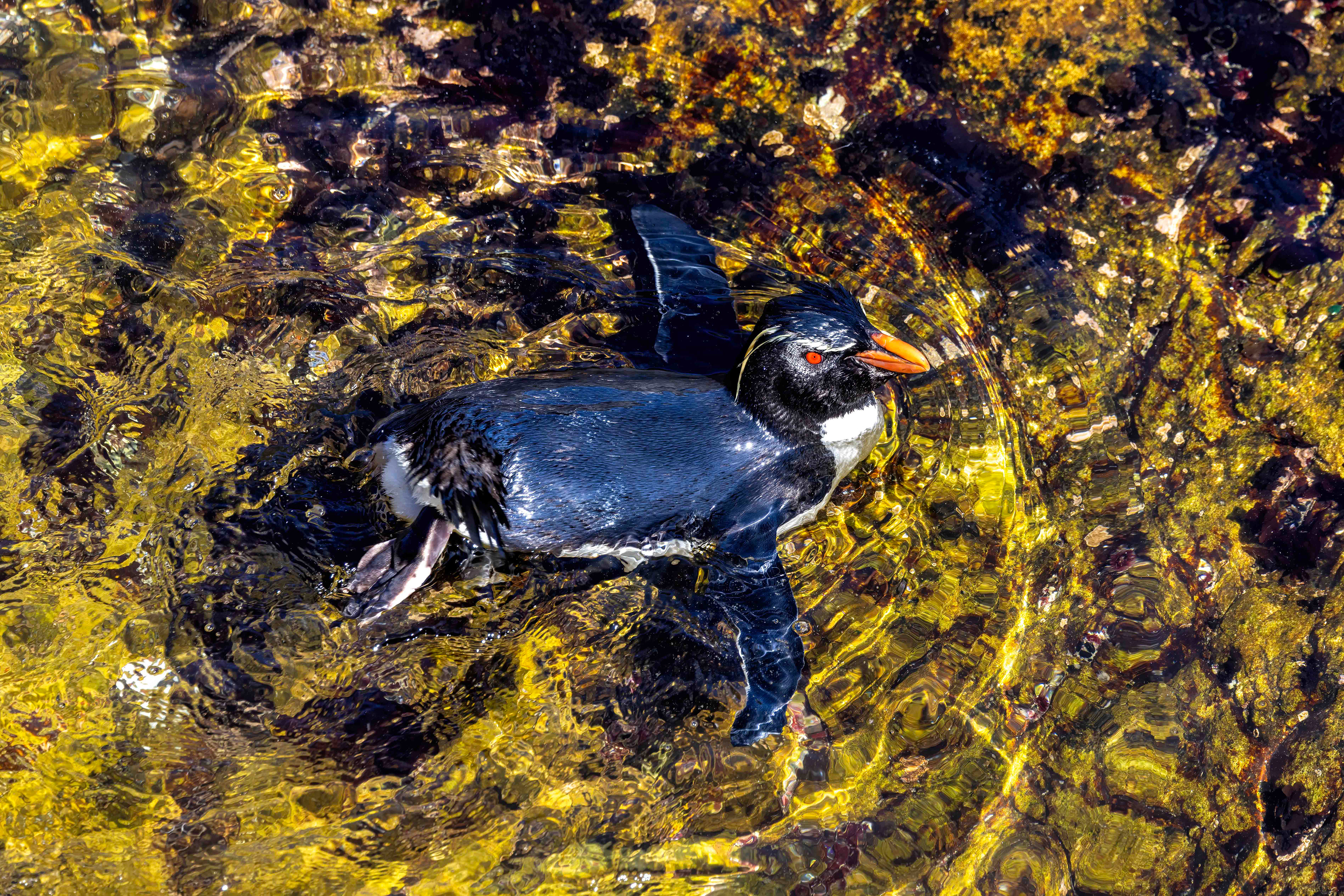 Bathing Southern Rockhopper - Falklands - RM