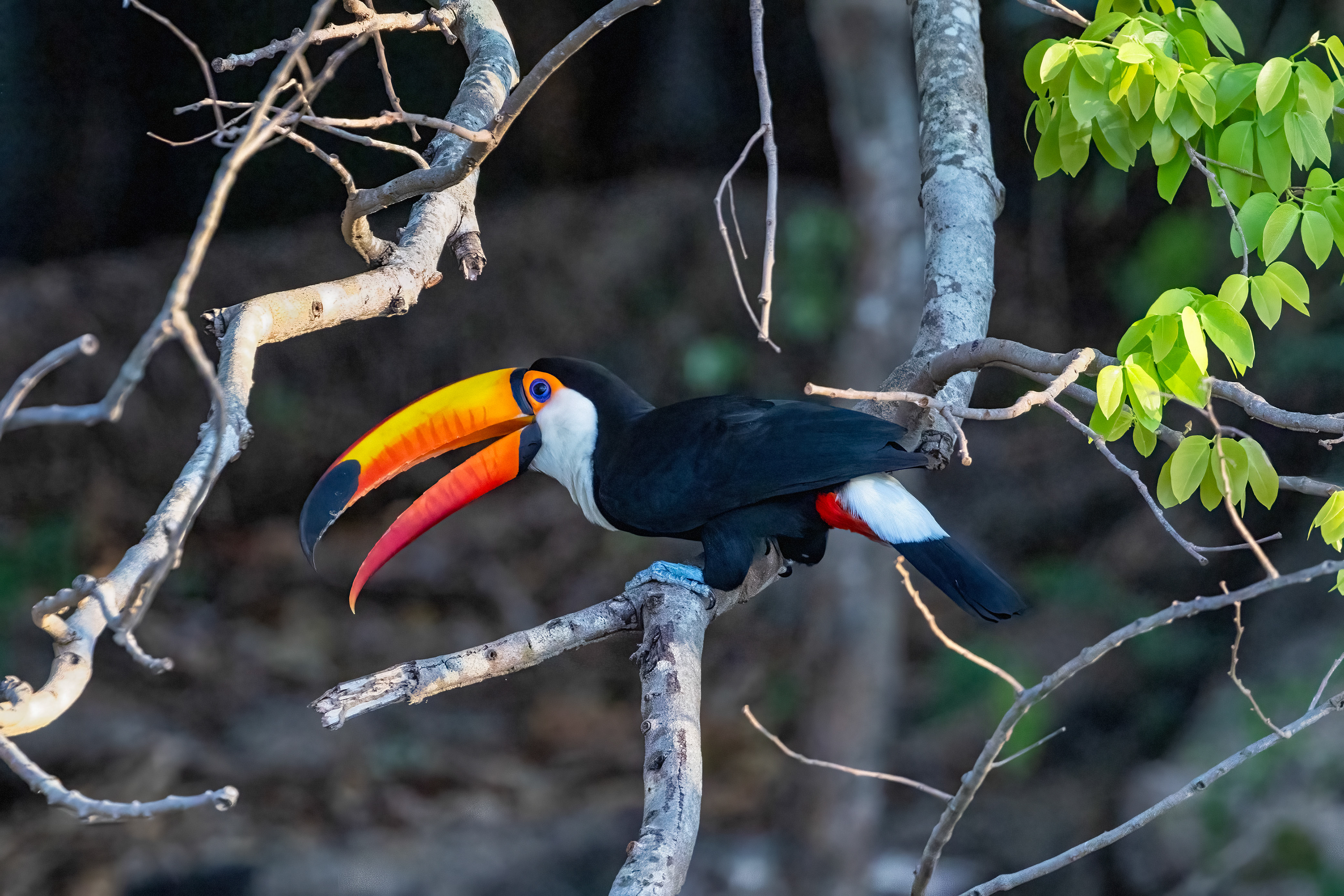 Toco Toucan