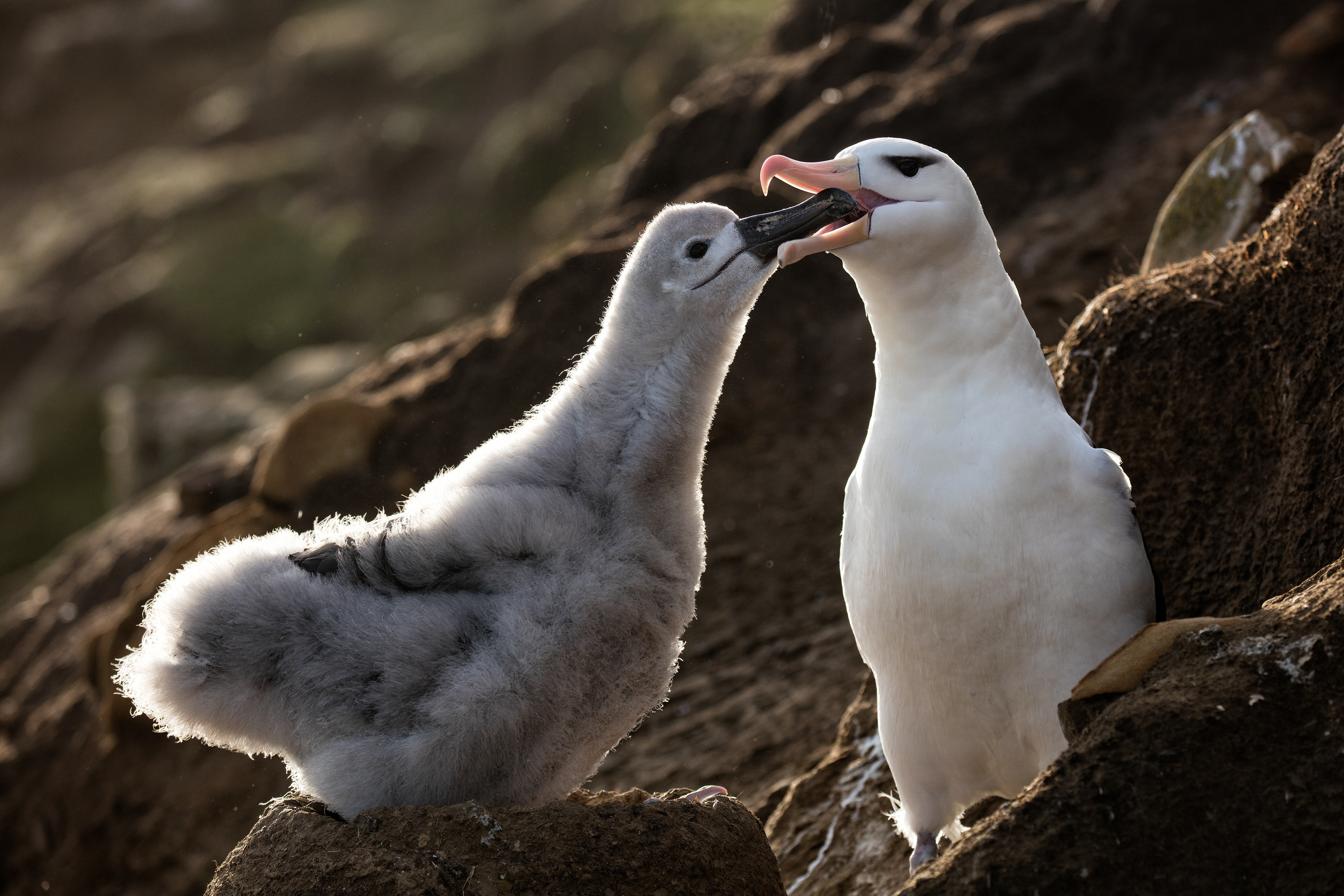 Black-browed Albatross chick being fed at sunrise - Falklands