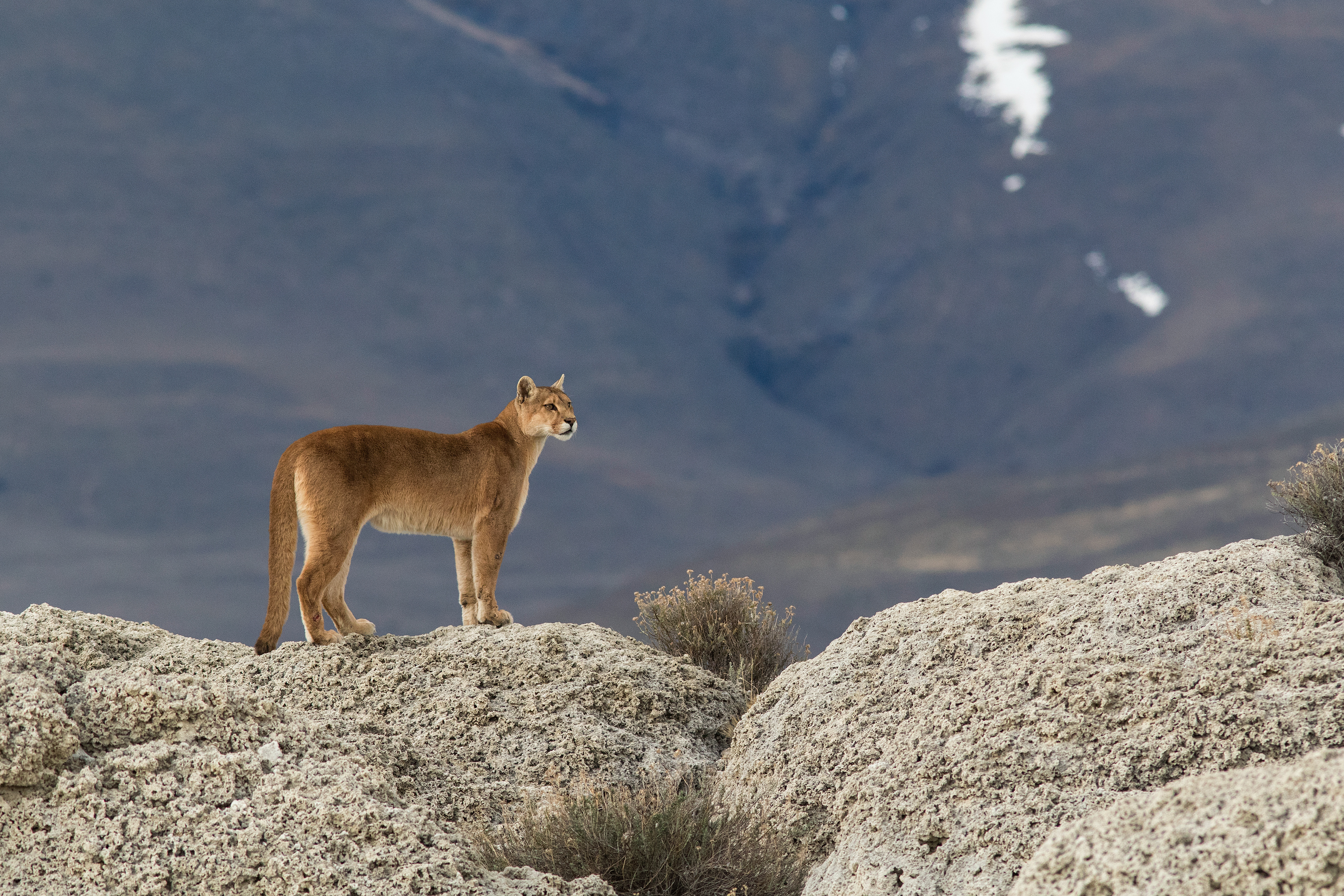 Female Puma - Patagonia - RM