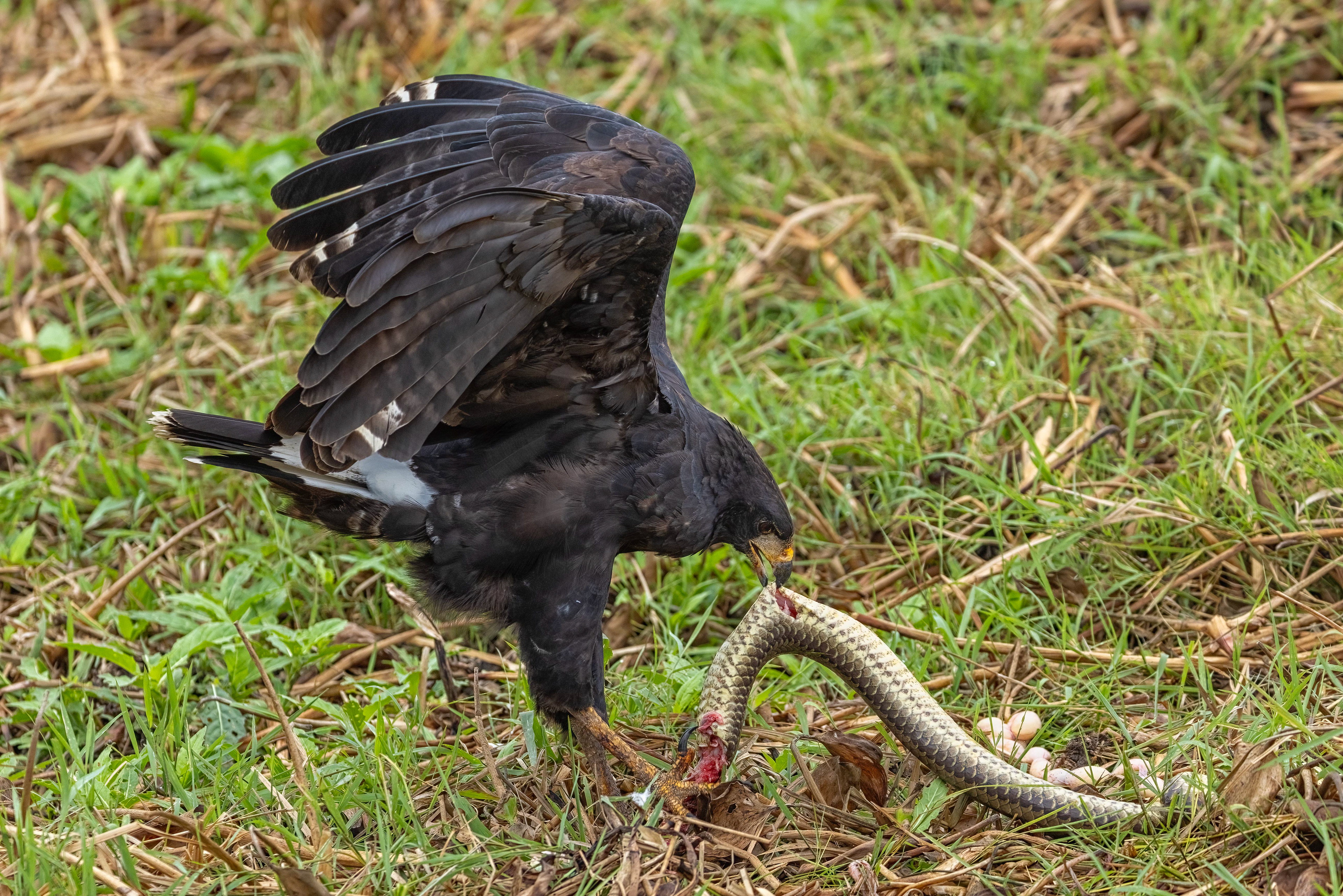 Great Black Hawk with snake 