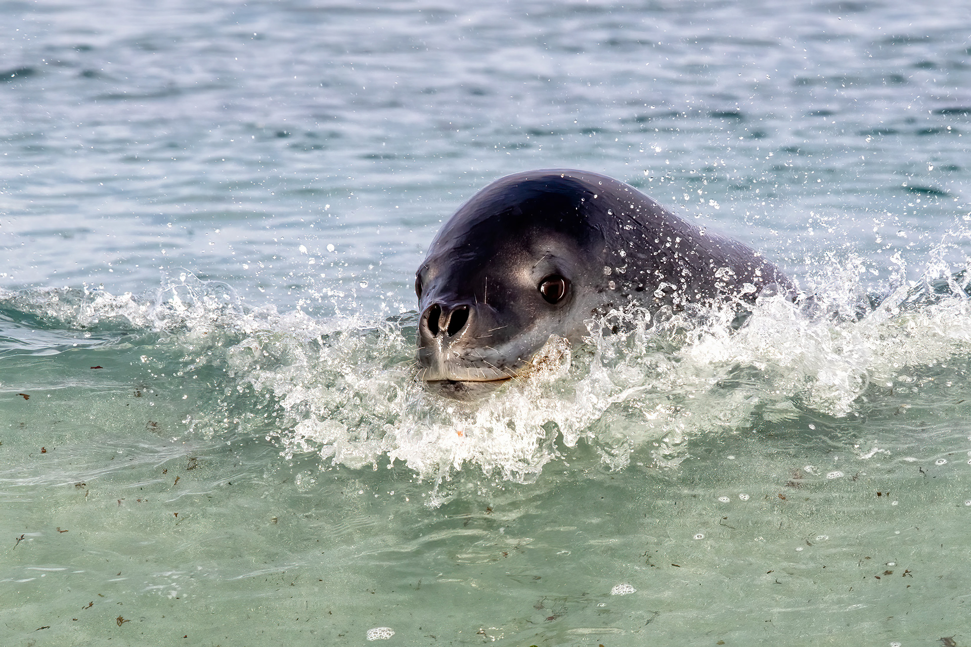Curious Leopard Seal surfing in - Falklands - RM