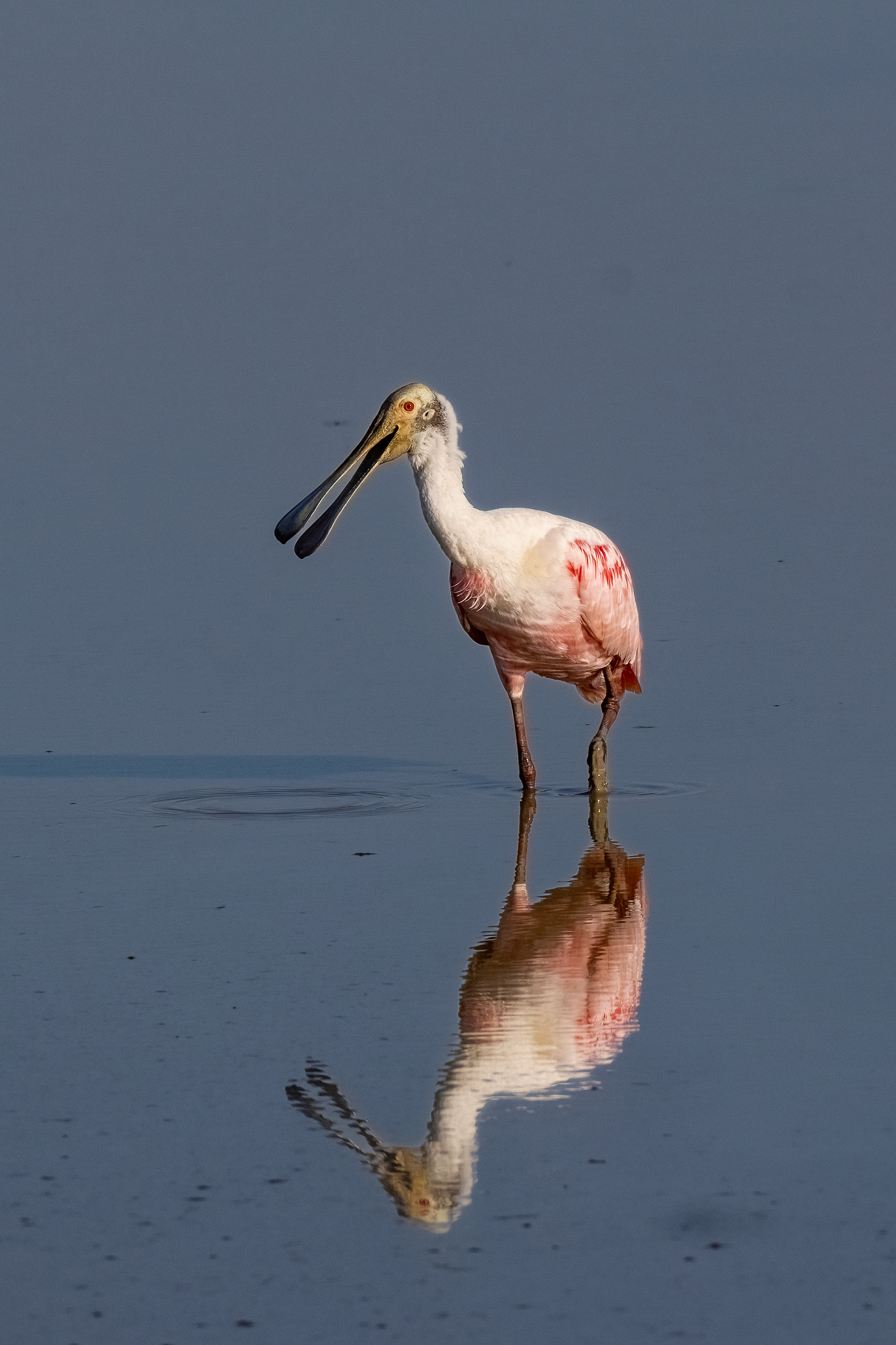 Roseate Spoonbill