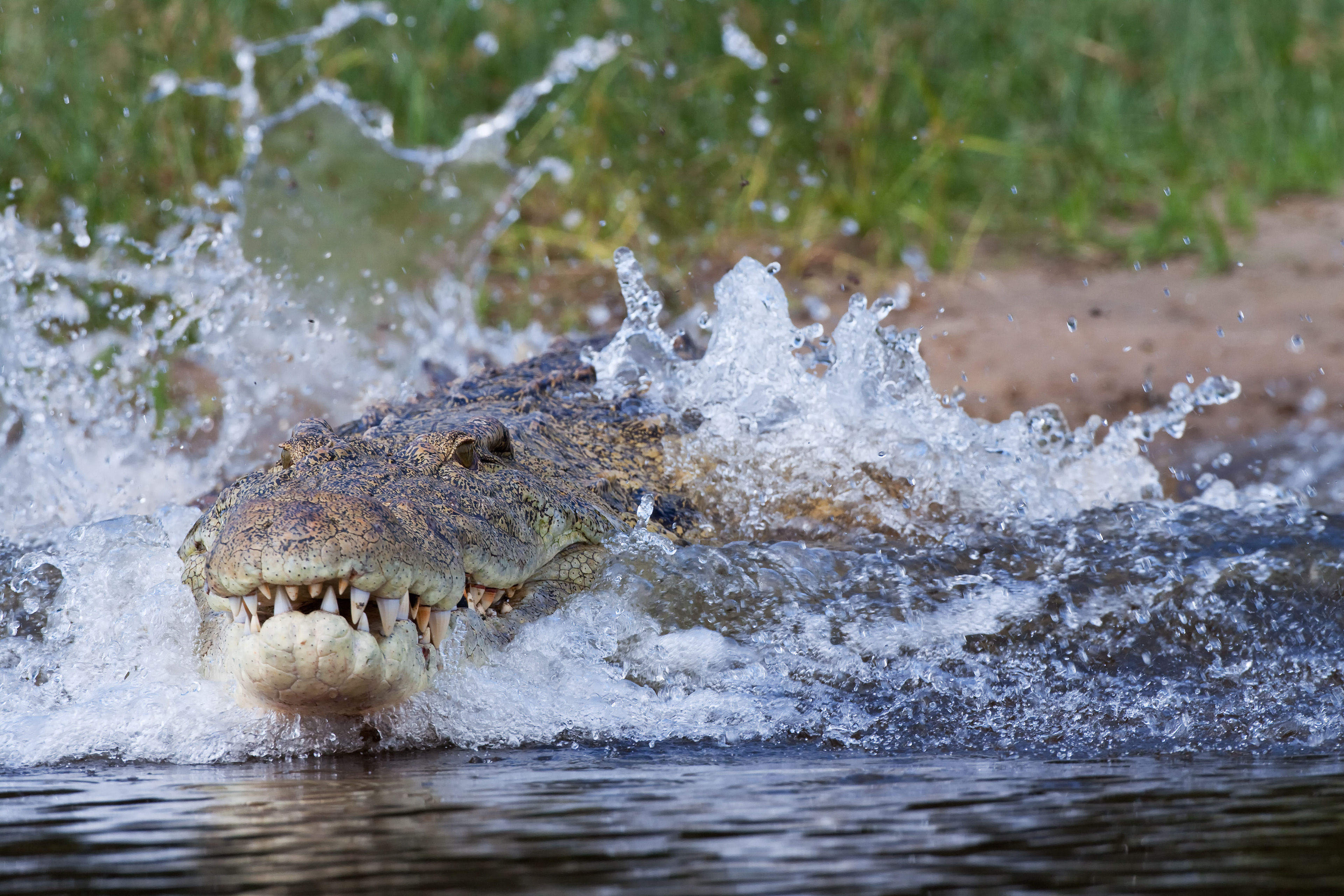 Nile Crocodile launching into the Nile River - Uganda
