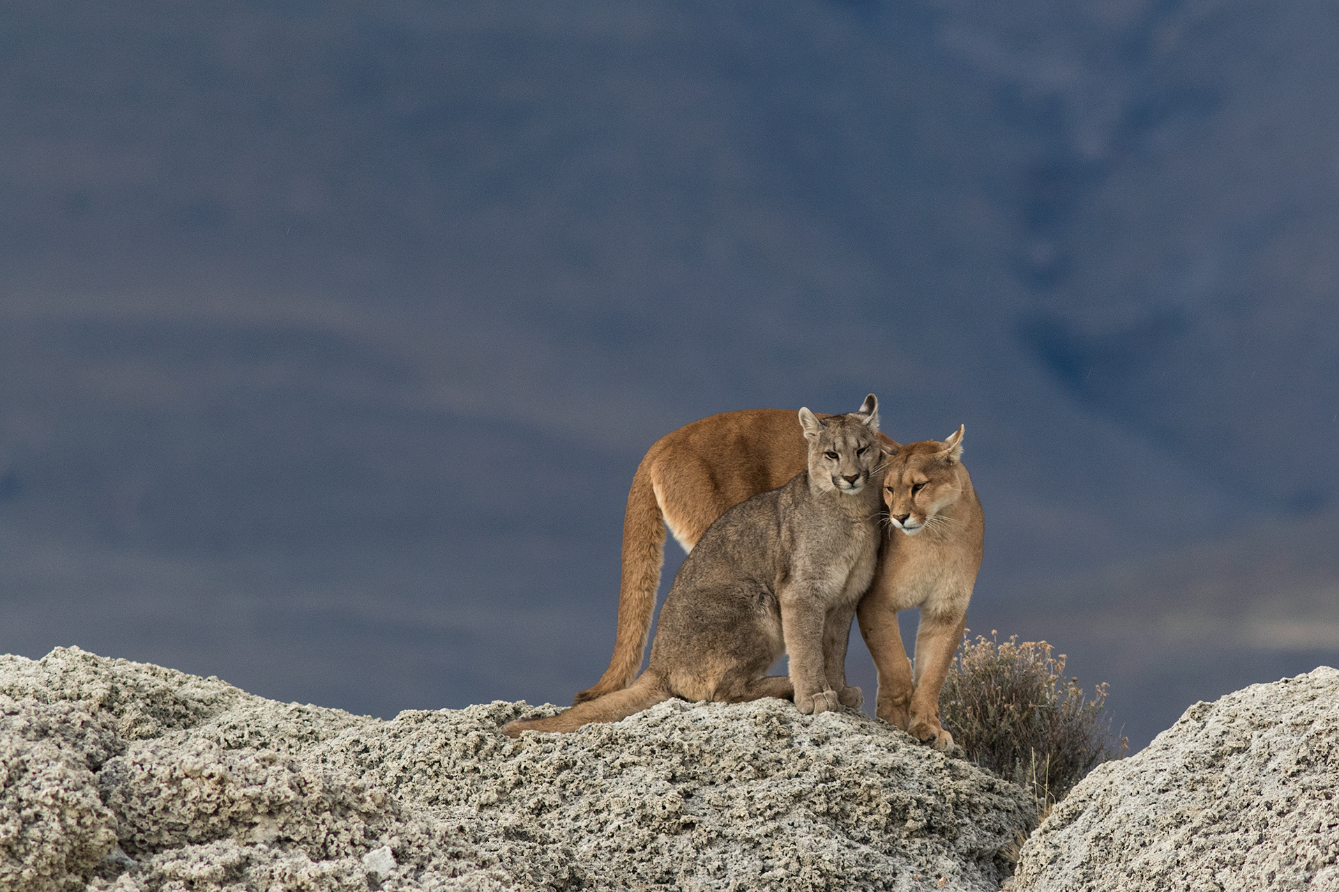 Mother Puma and cub - Patagonia - RM