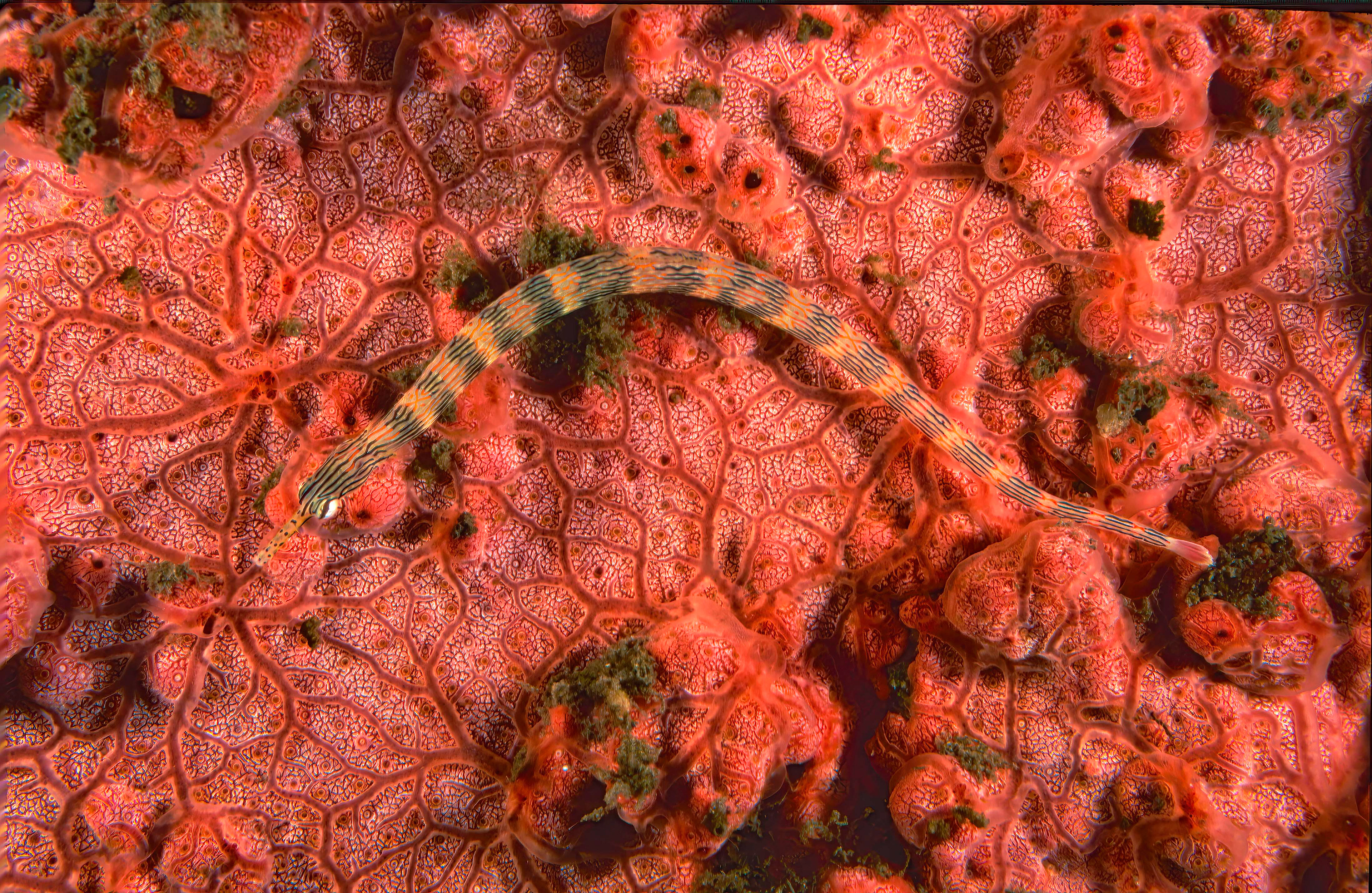 Colorful Pipefish on sponge - Sulawesi, Indonesia