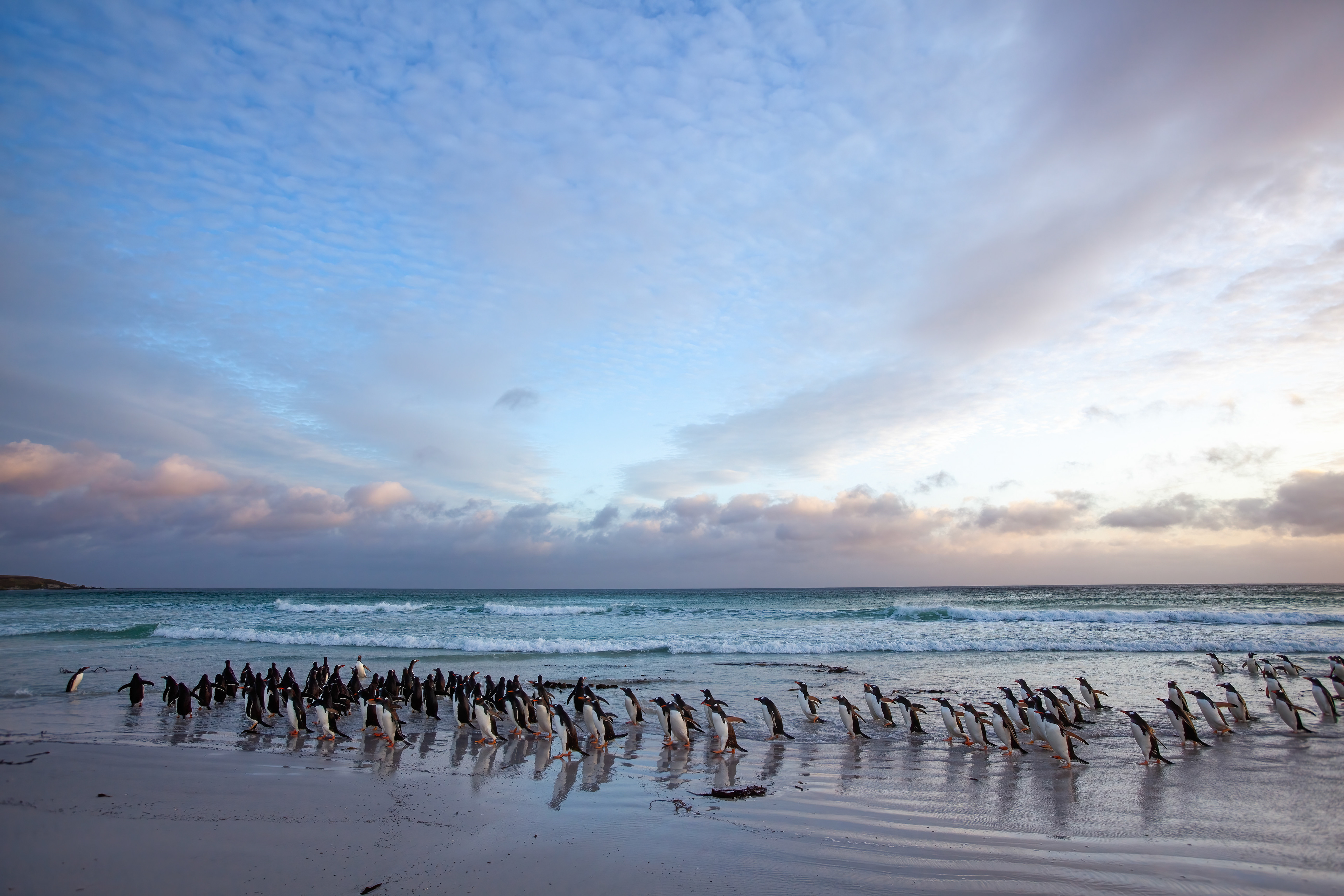 Gentoo Penguins massing on Volunteer Beach at sunrise - Falklands