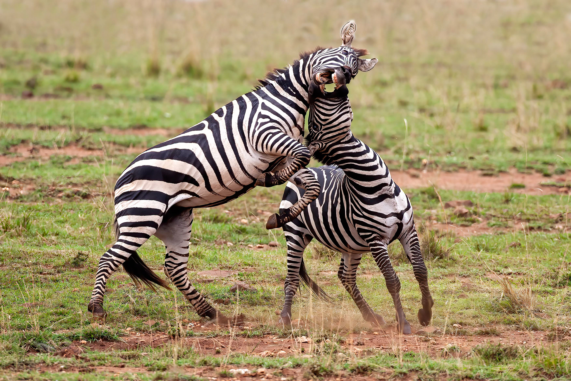 Battling Zebras - Masai Mara