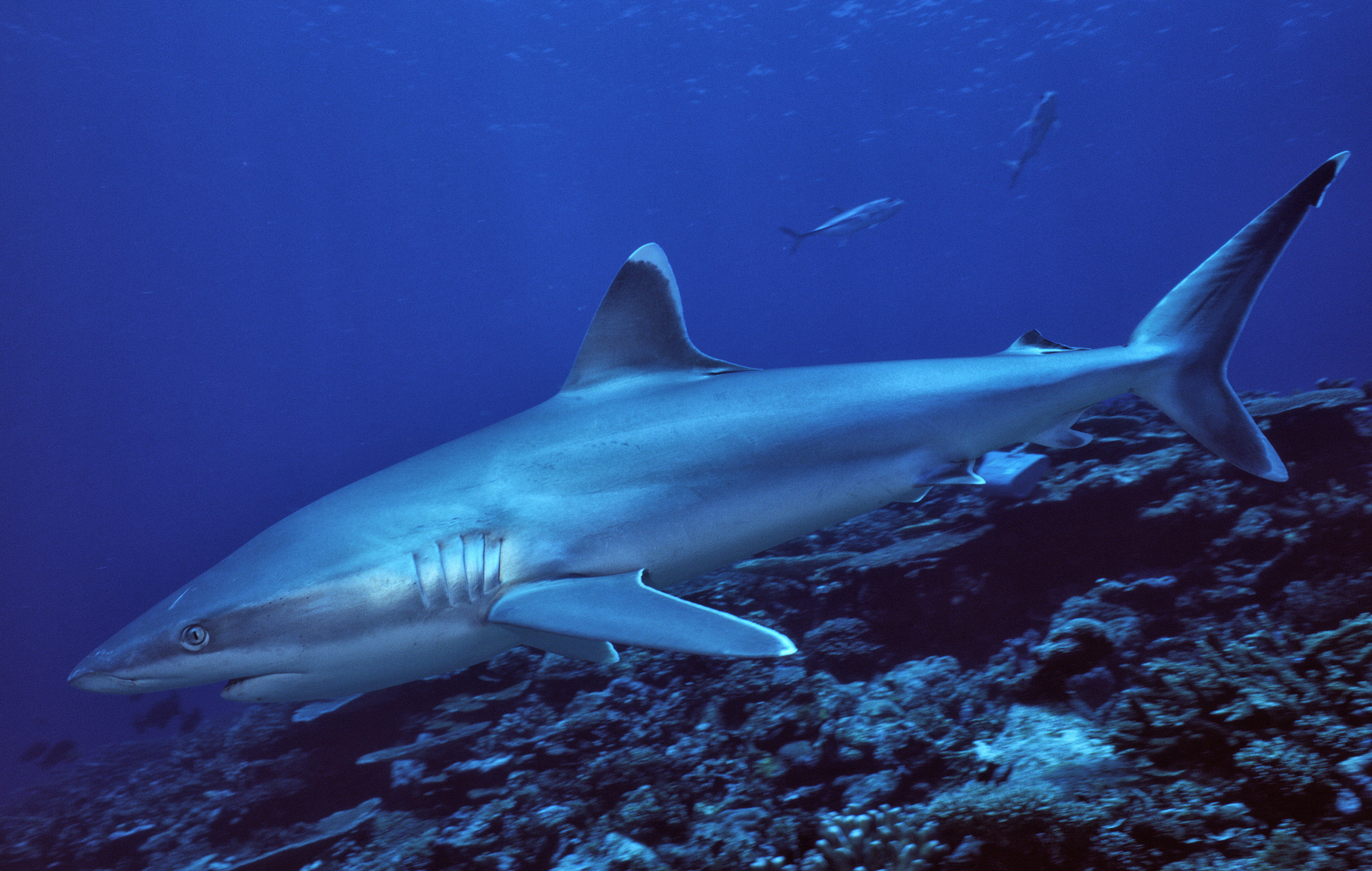 Silvertip Reef Shark - Papua New Guinea