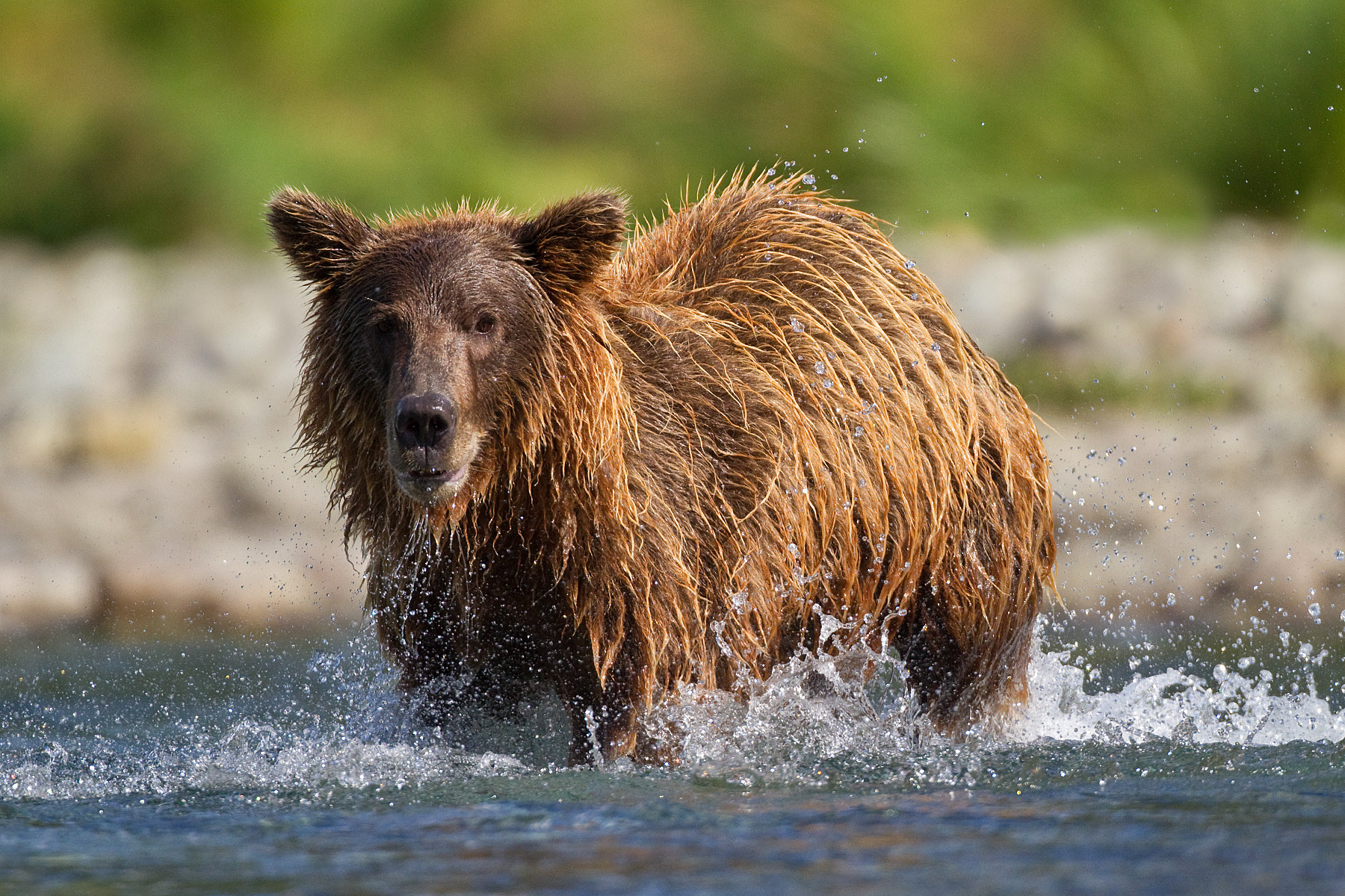 Grizzly Bear fishing in a coastal stream - Katmai Alaska