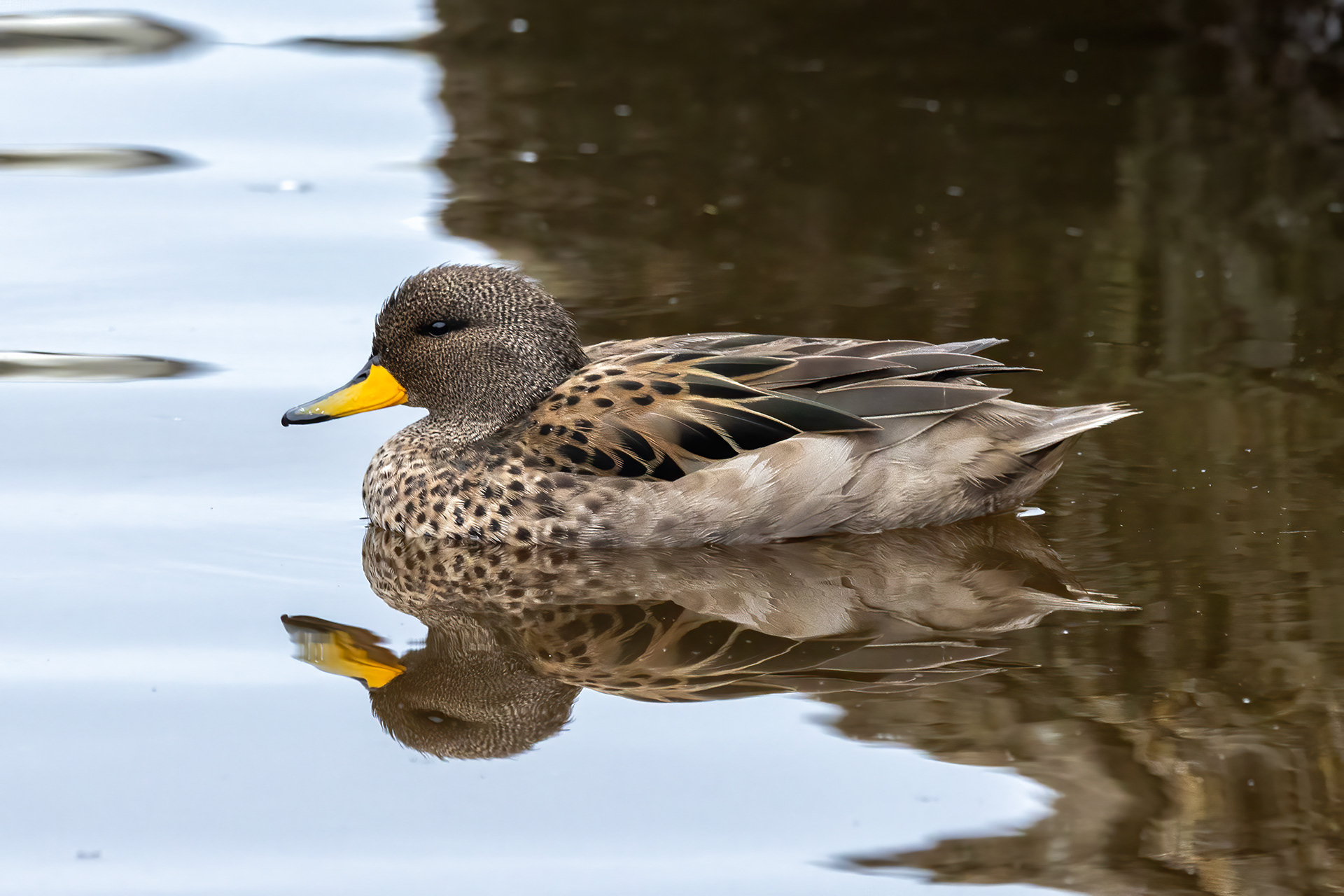 Yellow-billed Teal - Falklands - RM