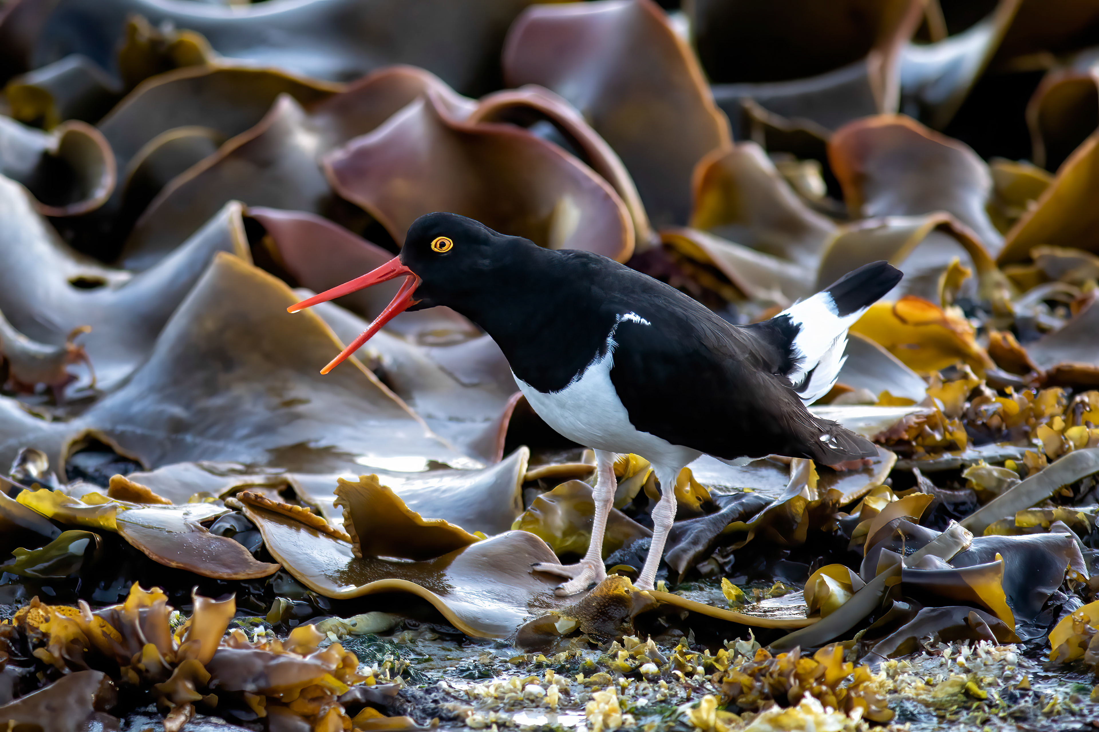 Magellanic Oyster-catcher - Falklands - RM