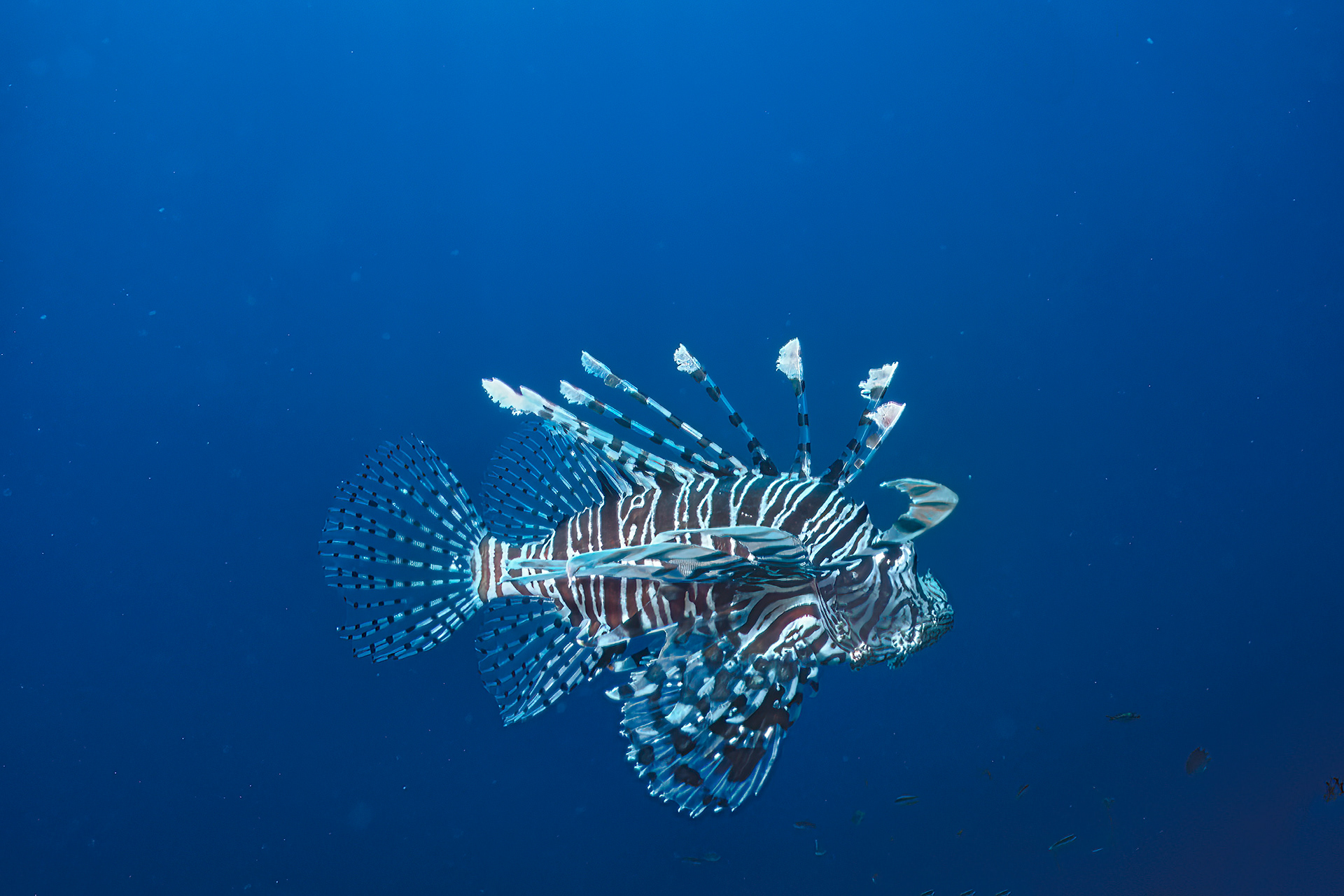 Lionfish - Papua New Guinea
